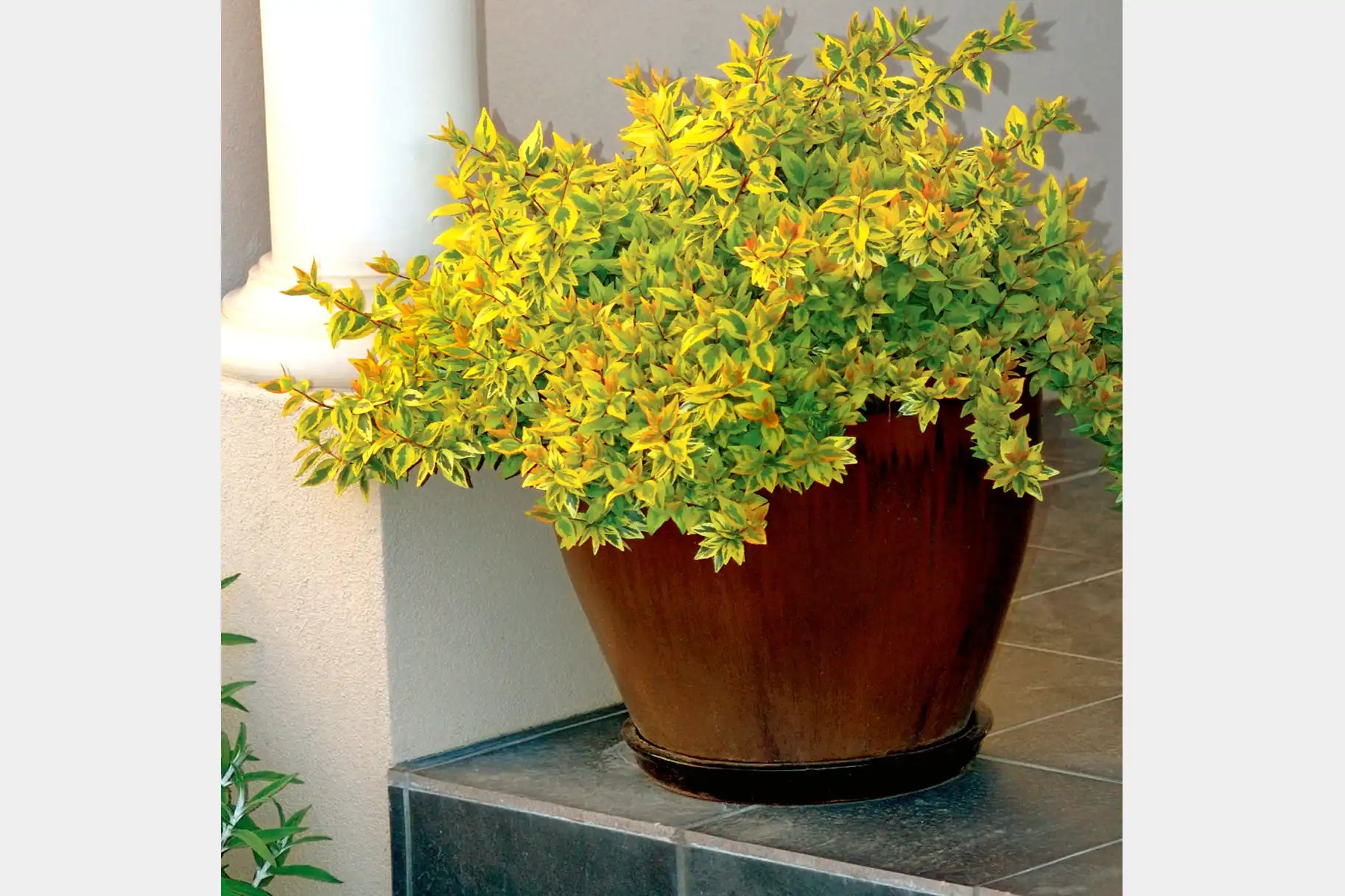 Kaleidoscople Abelia is placed in an rustic brown entryway pot, ready to welcome visitors with its array of green, yellow and red abelia foliage. 