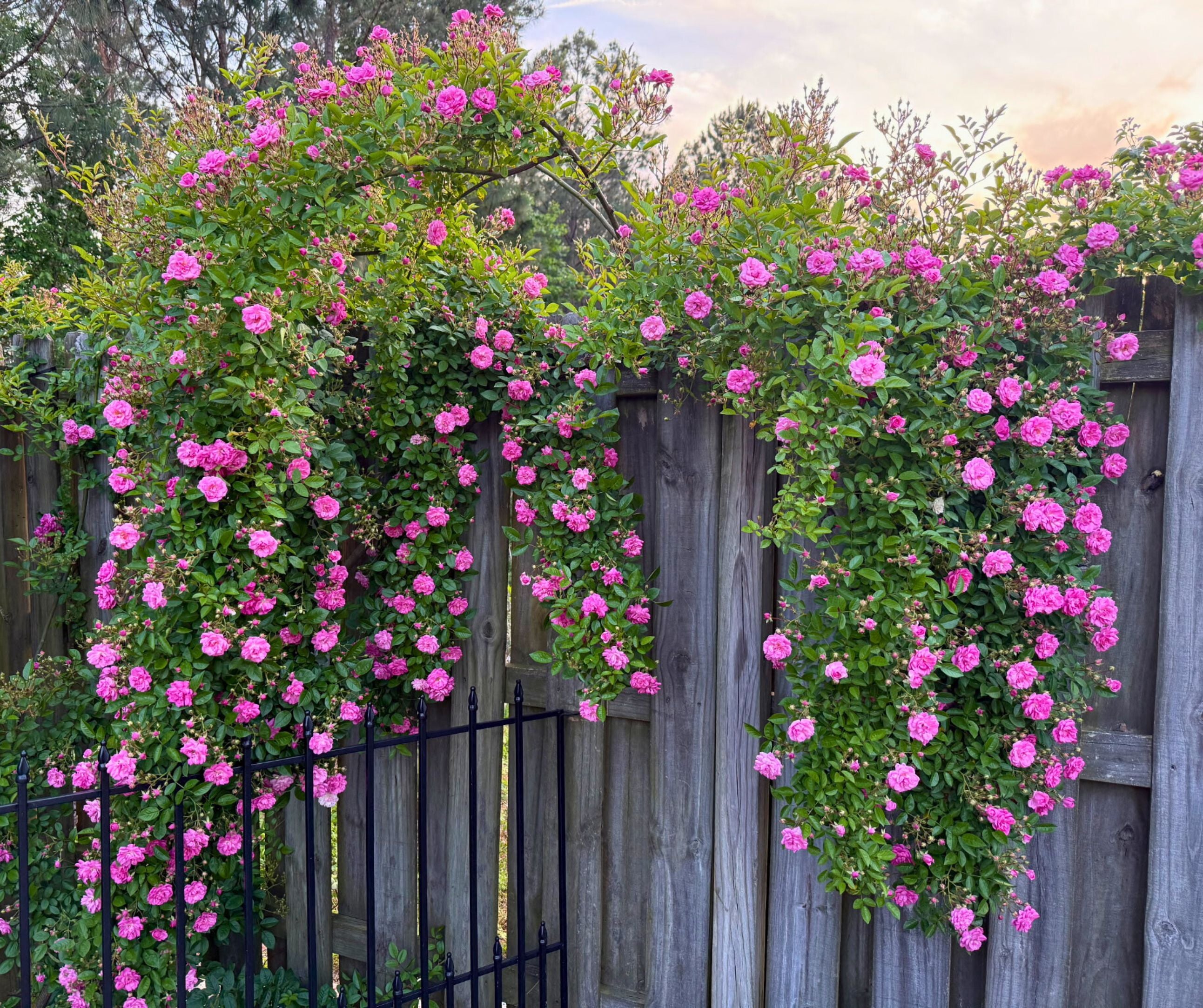 Peggy Martin Rose 15G