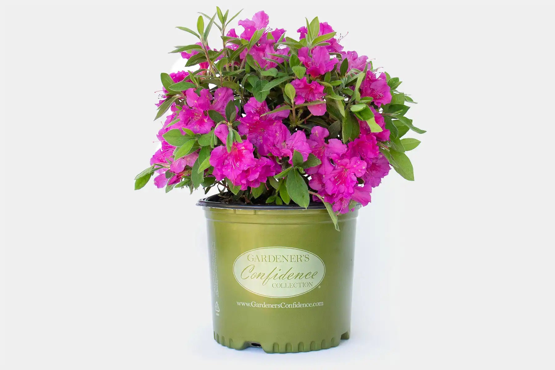 A healthy Echo© Azalea plant in a green Gardener's Confidence branded pot.