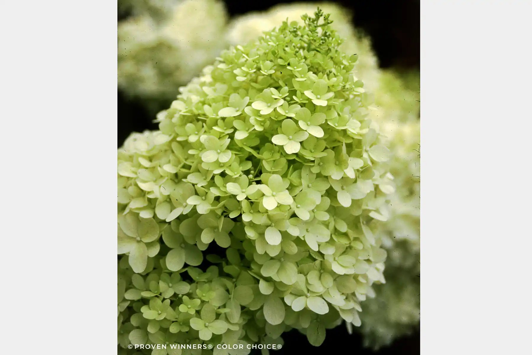 Extreme closeup of a single Limelight Hydrangea flower that emerges with creamy white petals that turn into a chartreuse green later in the cycle. In the autumn, these will fade into a pale pink color.