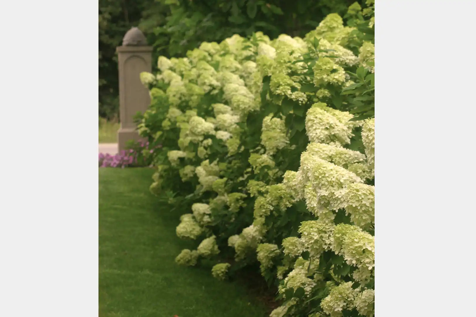 A deep hedge of panicle-shaped limelight hydrangeas flank the entry to a classic estate, with graceful pillar in the background.