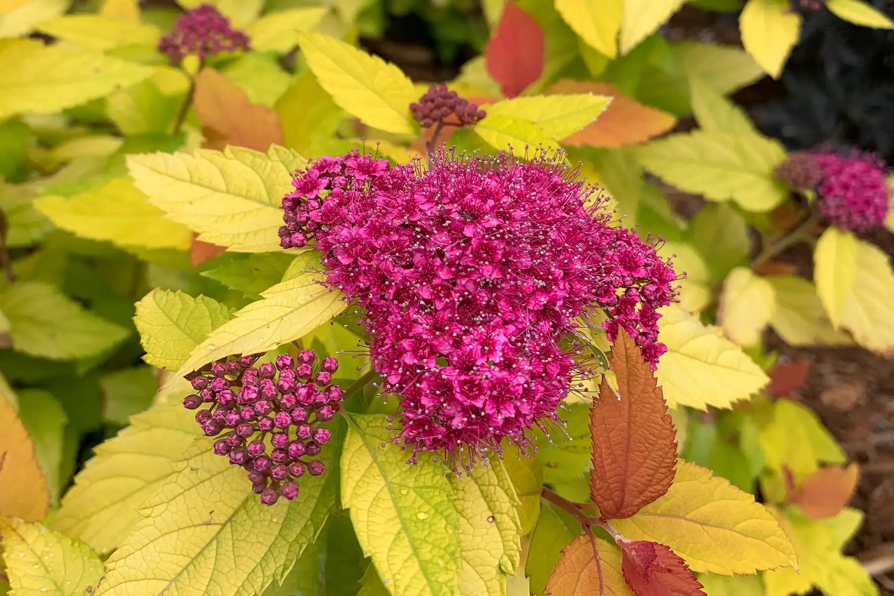 Double Play Candy Corn® Spirea
