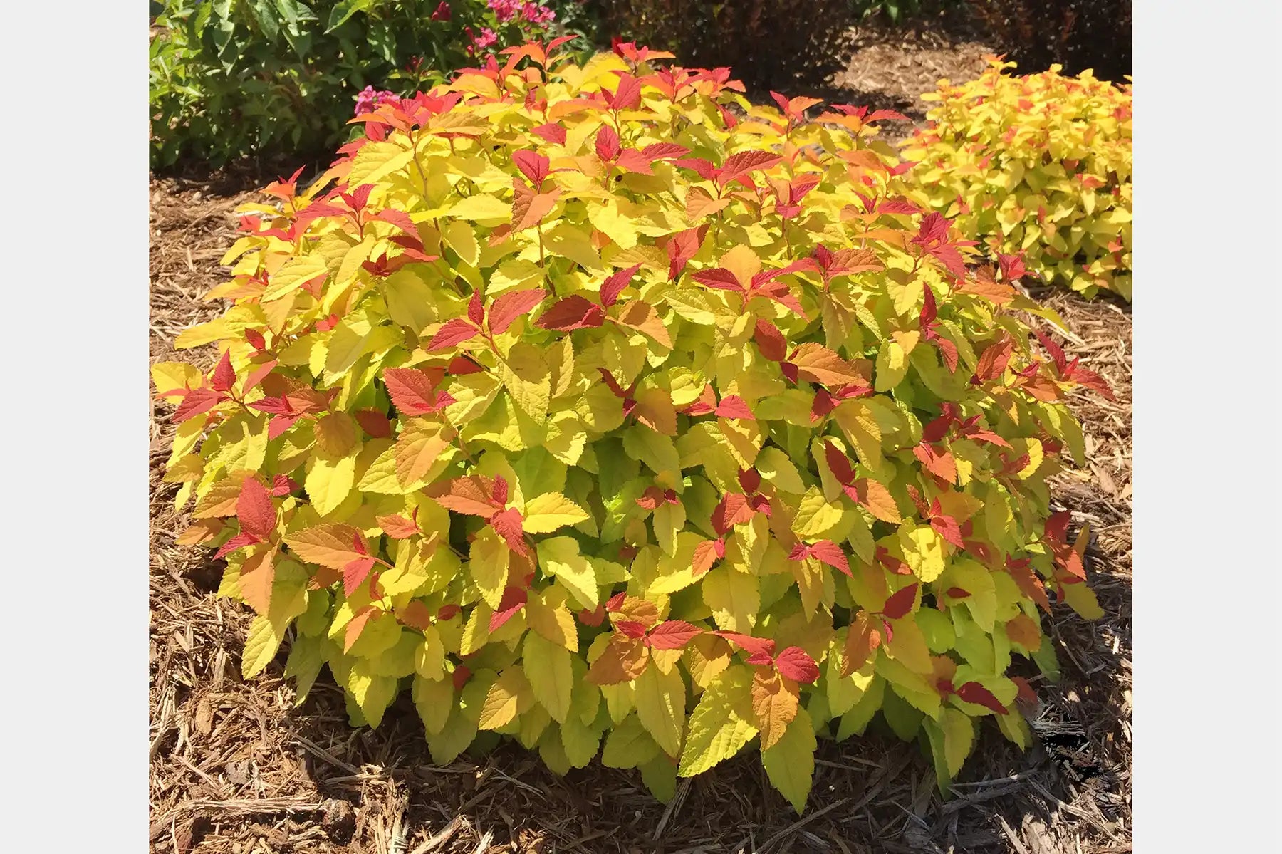 Lime, yellow, and brick colored foliage of Double Play Candy Corn® spirea on full display.
