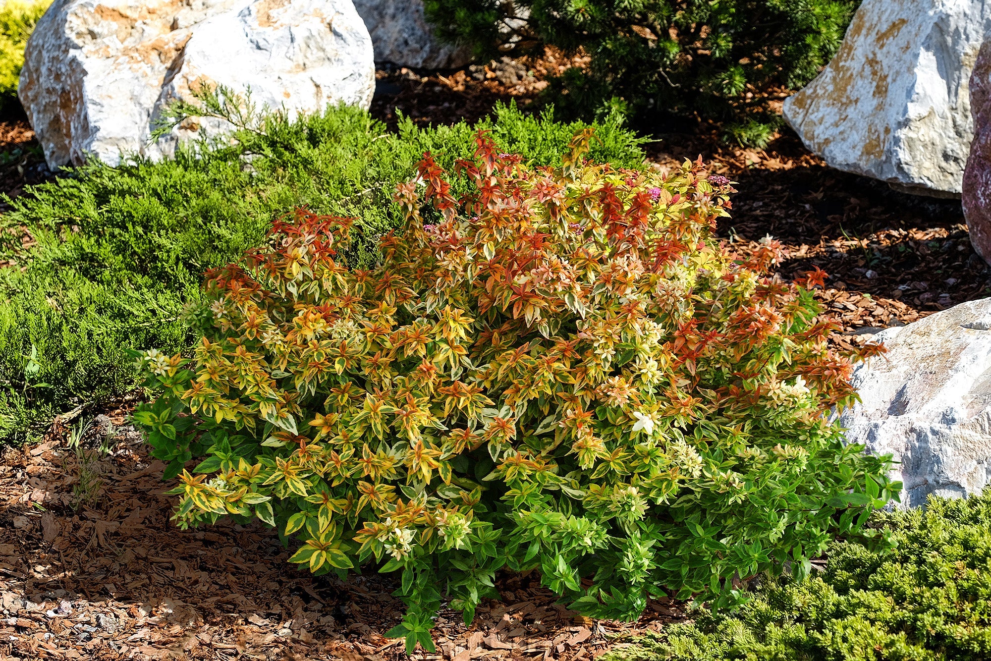 Even without blossoms, this Kaleidoscope  abelia's colorful foliage stands out surrounded by the textured garden design. 