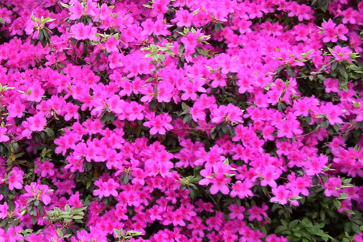 The Echo® Azalea shows hundreds off its trumpet-shaped pink flowers that fill the frame with its abundance. Peaking through the blooms is seen its deep green foliage that will remain green all year.