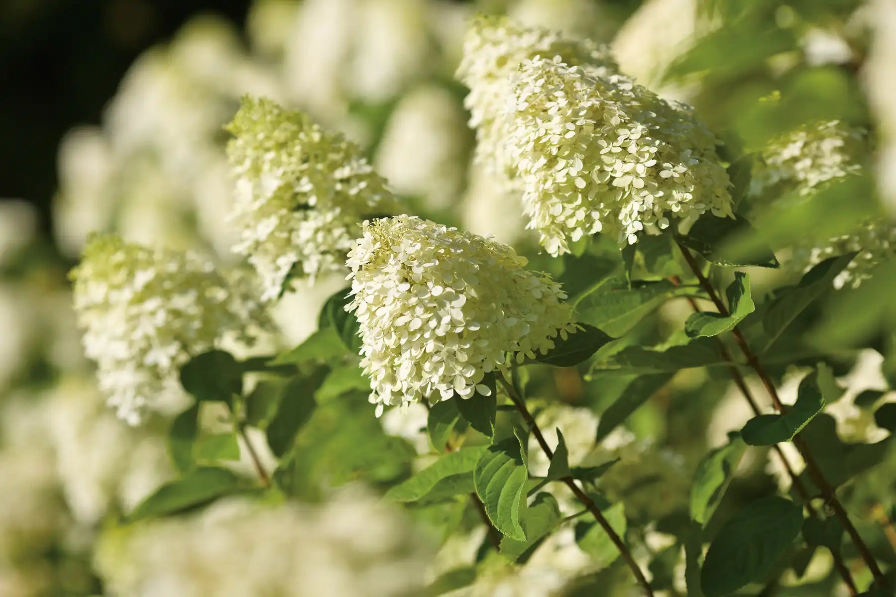 Limelight® Hydrangea