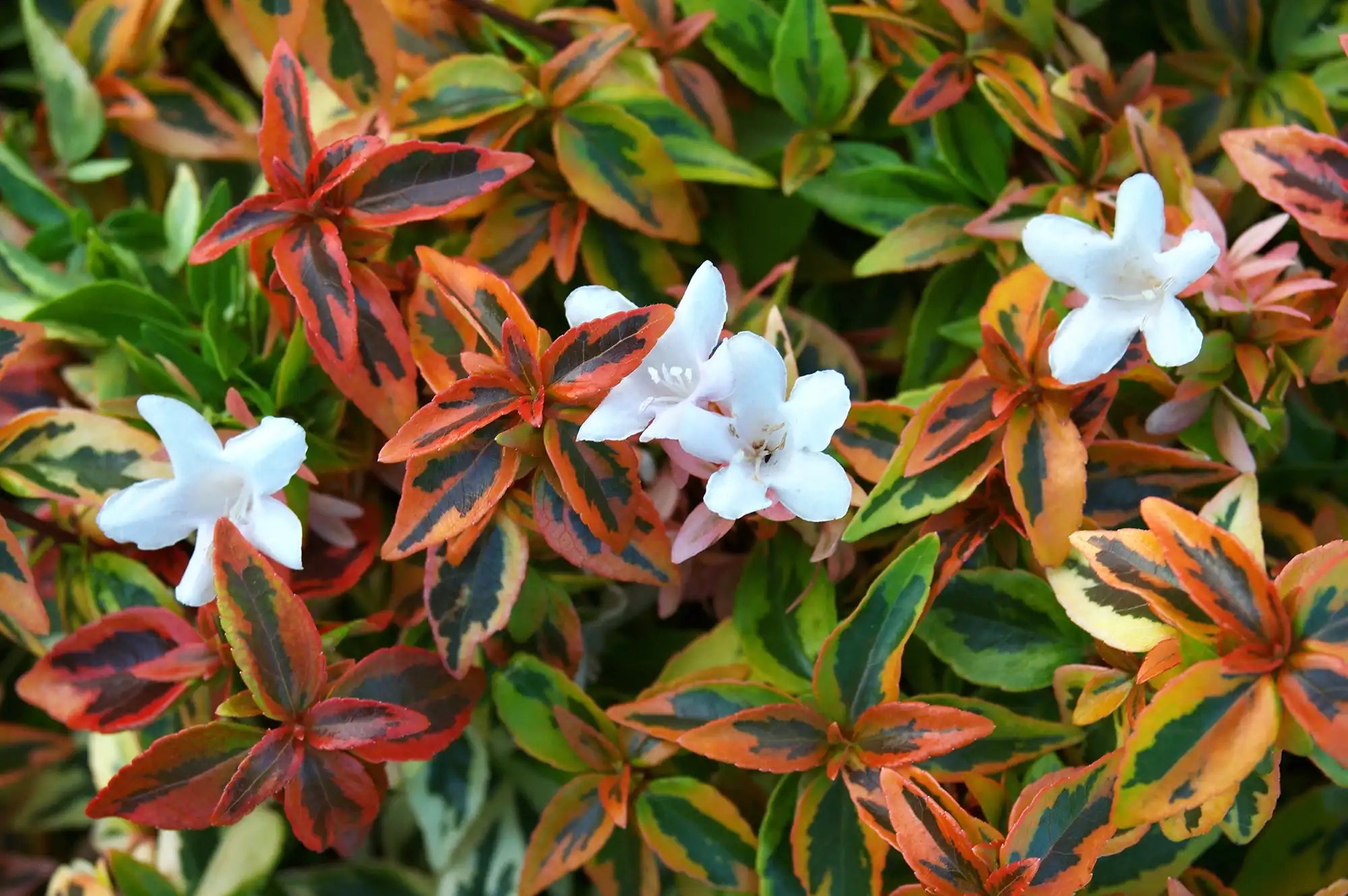 Closeup of a Kaleidoscope Abelia bush with bell shaped white flowers. Green, red, orange and yellow variegated leaves, each leaf has a deep green colored stroke in the middle as though hand-painted. Hence, the name Kaleidoscope makes perfect sense.