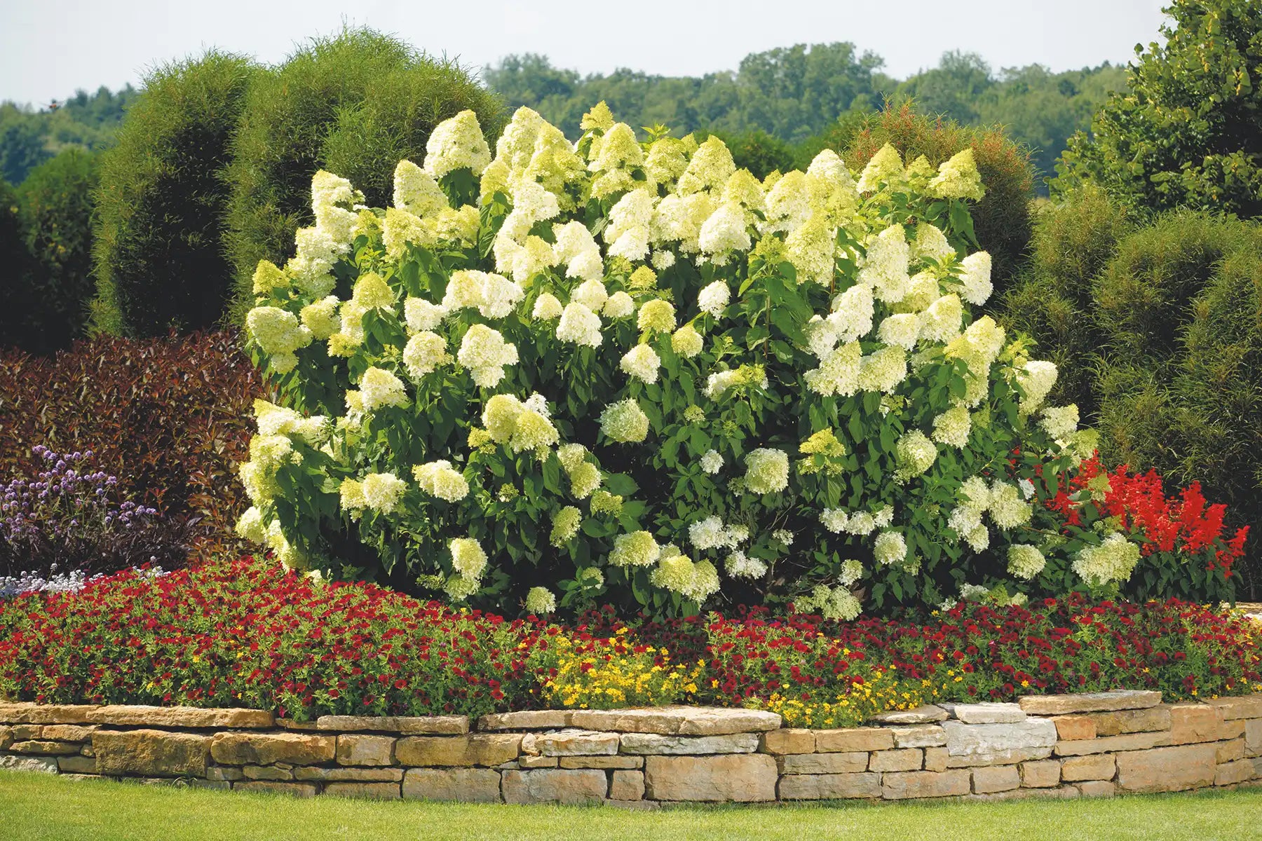Proven Winners® Limelight® Hydrangea is the centerpiece of a lovely stone wall garden parimeter that contains striking multicolored flowers surrounding the hydrangeas with a backup of tall evergreen trees.