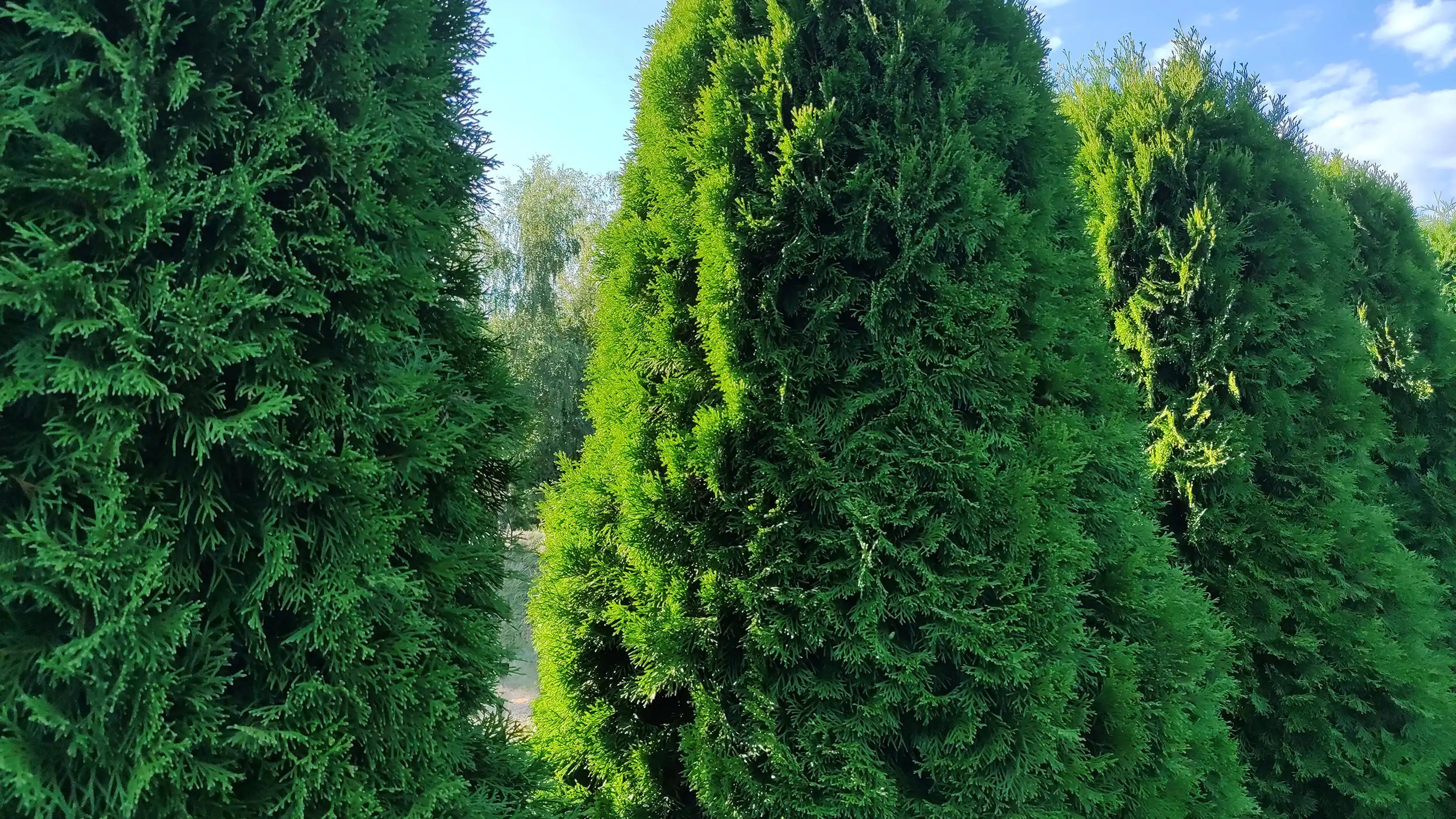 The Green Giant Thuja Evergreens here aren't just healthy and green, they're on their way to 40 feet in height and will provide  privacy and a buffer to noise from traffic and neighbors.