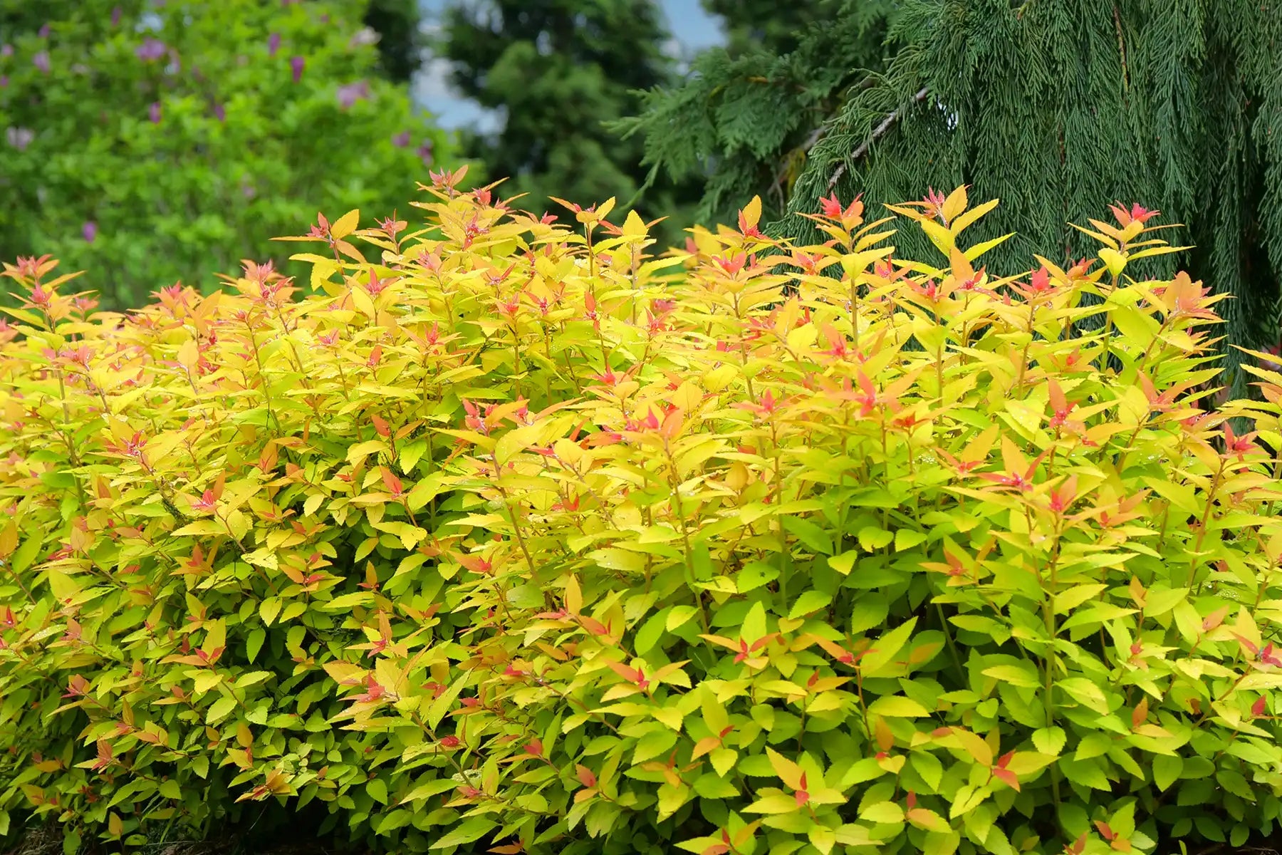 Here, Doube Play® Candy Corn Spirea explodes with brightly colored red-tipped, yellow and green foliage. In the background,  evergreen trees and purple blossomed tree are a contrasting backdrop.