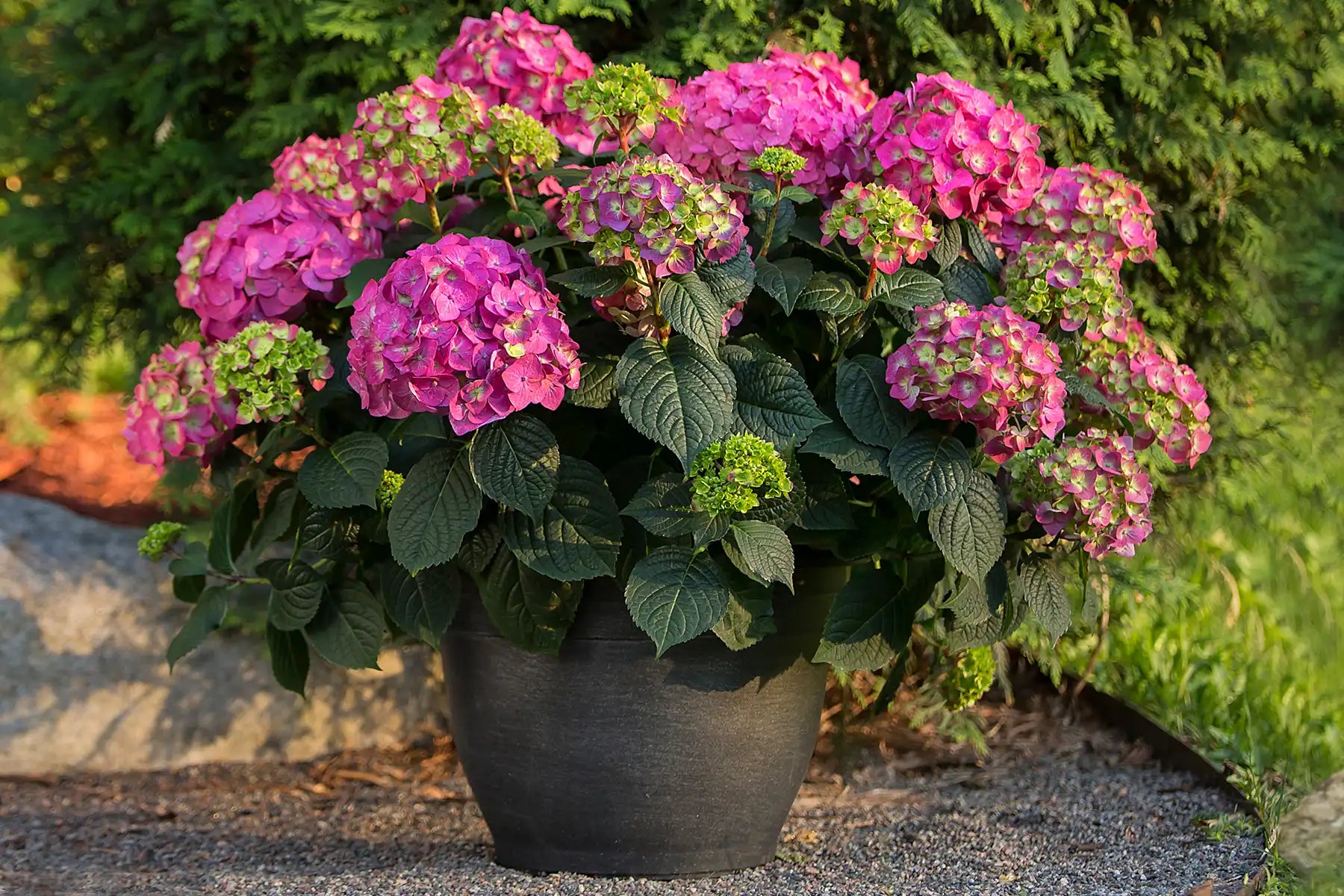 Summer Crush Hydrangea
