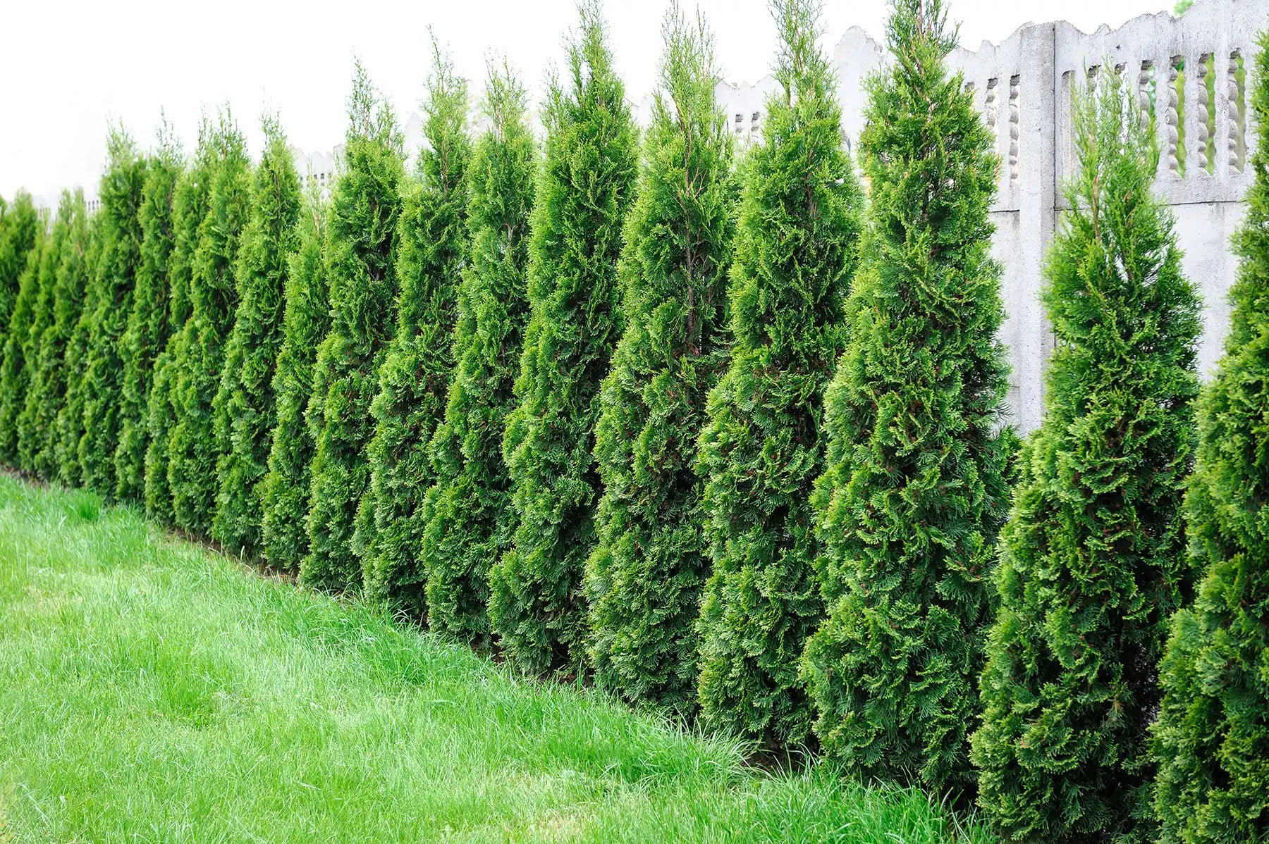 Imposing and soon to be stately, these Green Giant Thuja trees stand like soldiers,  growing rapidly and providing privacy along this residentail property line with a gray decorative fence behind them. 