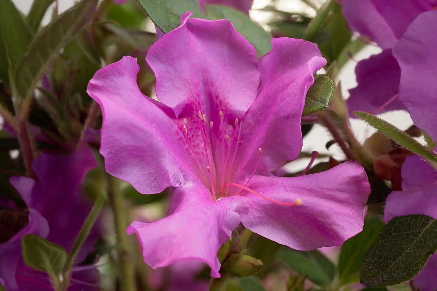 Closeup of a single bright purple Encore® Autumn Royalty™ Azalea bloom peeking out of a tangle of foliage. Blooms like this display very large, up to 3-1/2" across. This azalea, unlike others, starts blooming in the spring and continues well into the fall.
