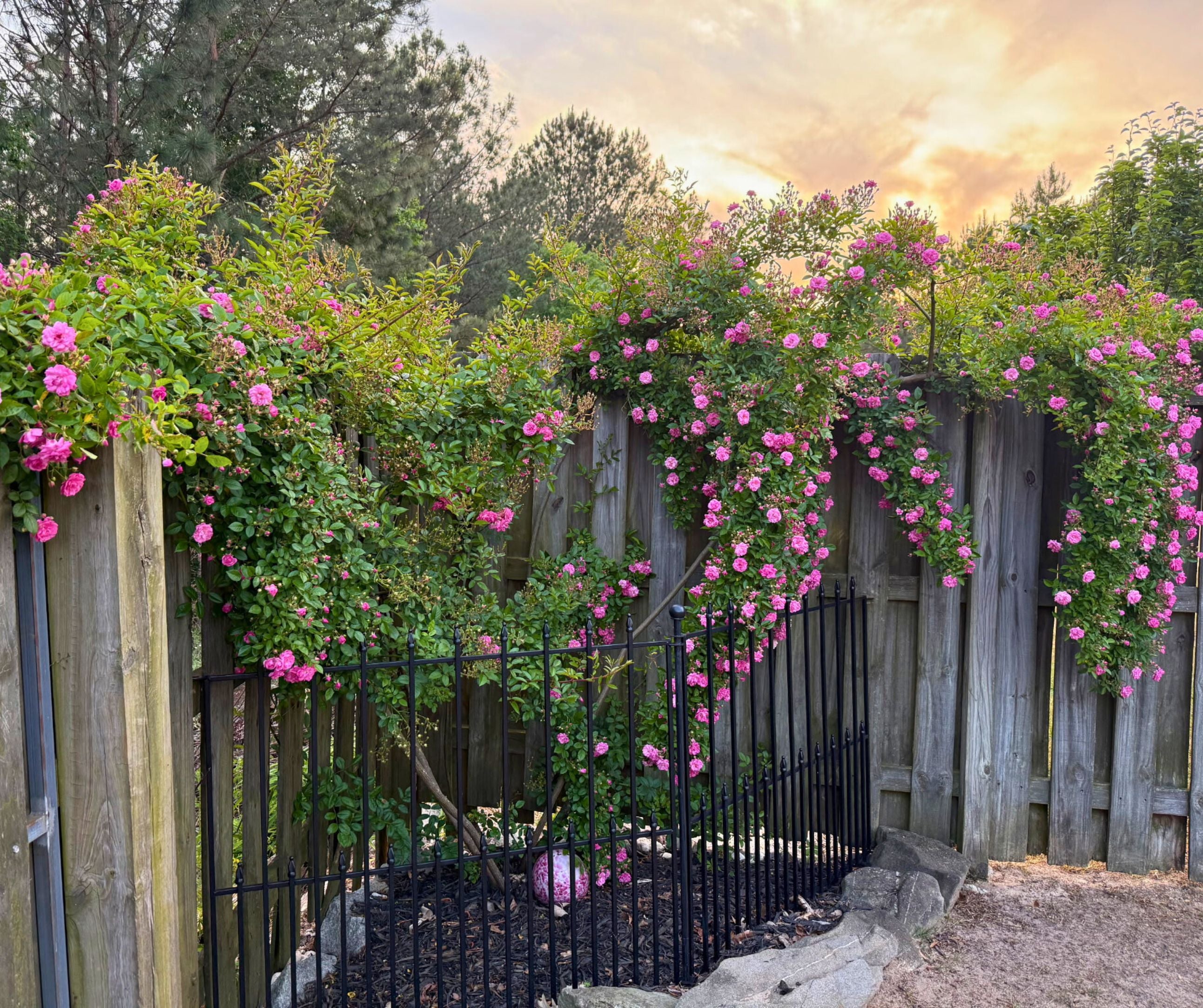 Peggy Martin Rose 3G