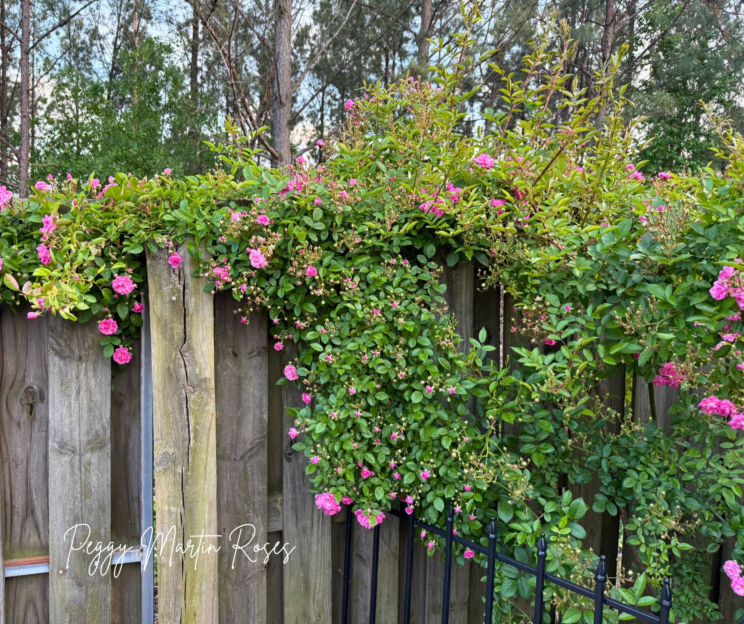 Peggy Martin Rose 3G