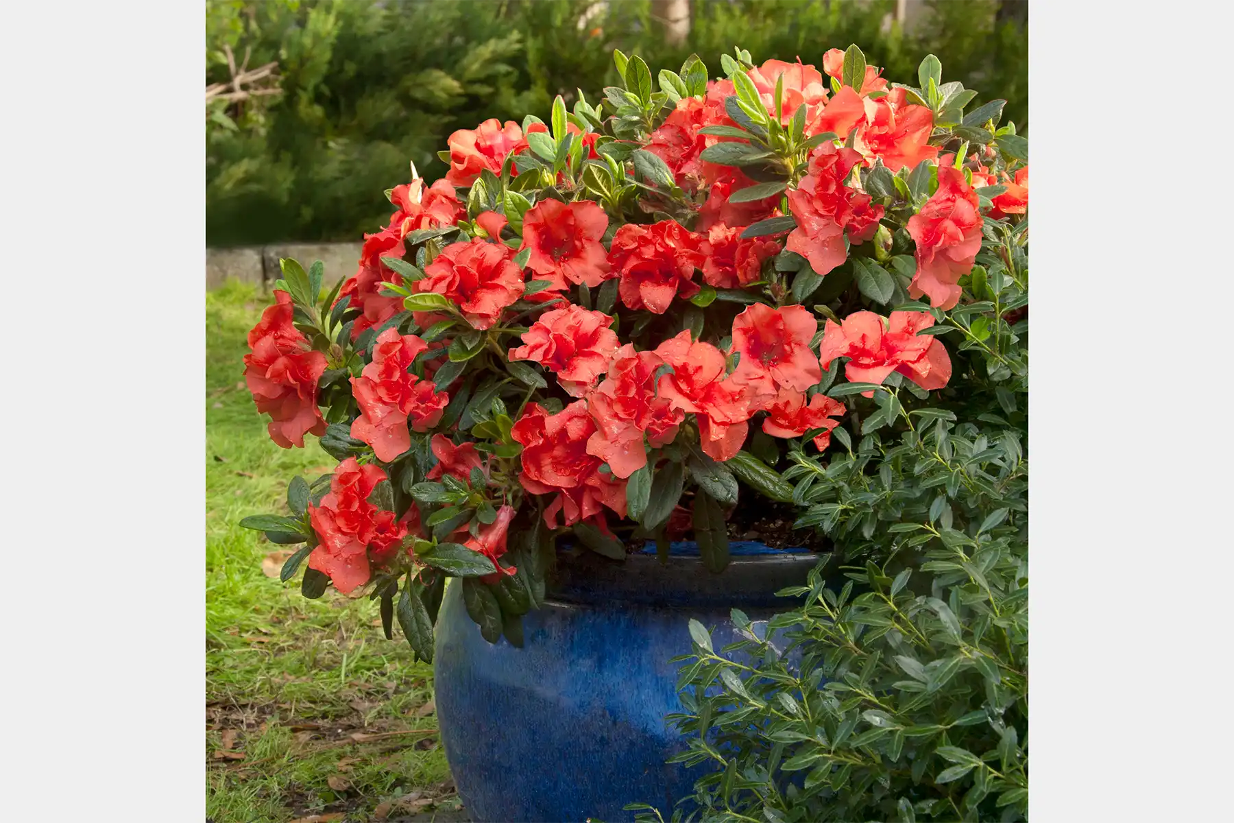 Large glowing red-orange Autumn Embers® azalea blooms in a decorative blue ceramic pot, surrounded by rich green foliage in an outdoor setting.