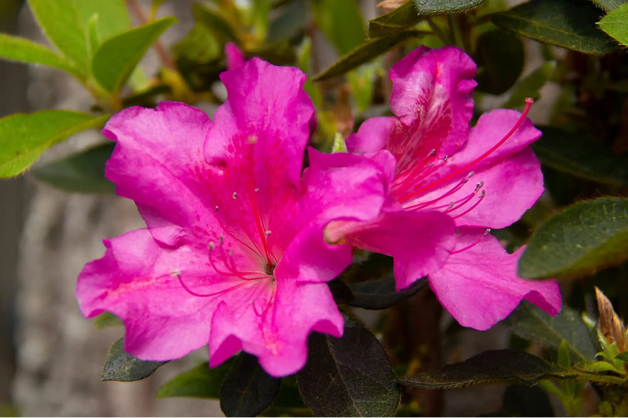 Closeup of the Augusta Echo® Azalea shows of the beauty of its trumpet shaped, fuchsia pink flowers with ornamental speckling inside. Its complimentary evergreen foliage in the background  surrounds the vibrant blooms.