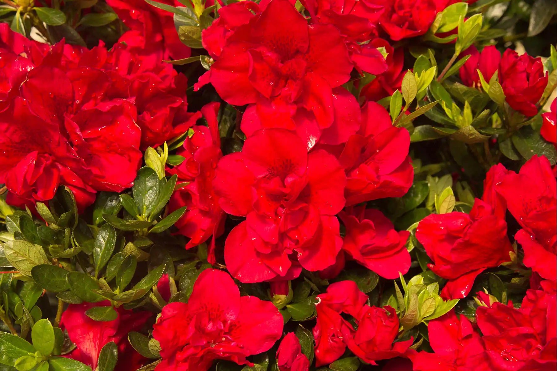 Autumn Bonfire™ Azalea fills the visual space with its eye-catching, blazing-red flowers throughout the summer and into the autumn.