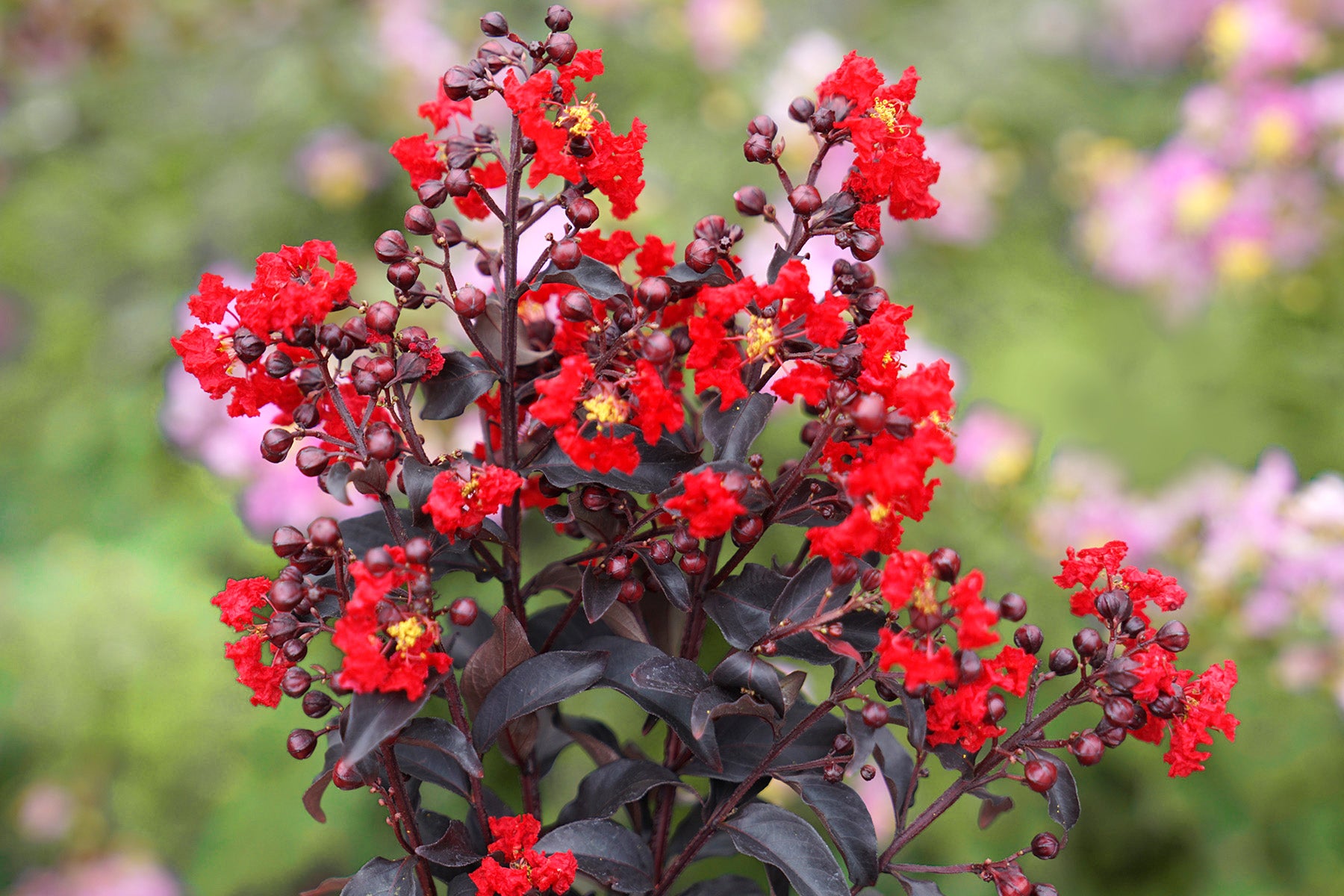 This Crape Myrtle, has stunning scarlet flowering blossoms on each stem and qualifies to take Center Stage as an outstanding ornamental. Here, it emphasizes its vivid red color against dark, near black foliage and its buds.