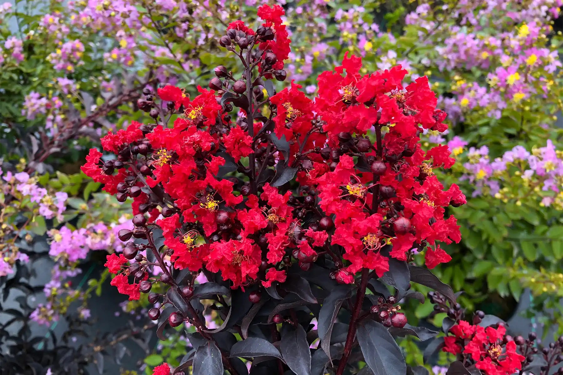 Crepe Myrtle blooms in masse with striking red blossoms that will soon give way to the purple buds waiting  to bloom. Both are complemented by almost black, dark purple leaves.
