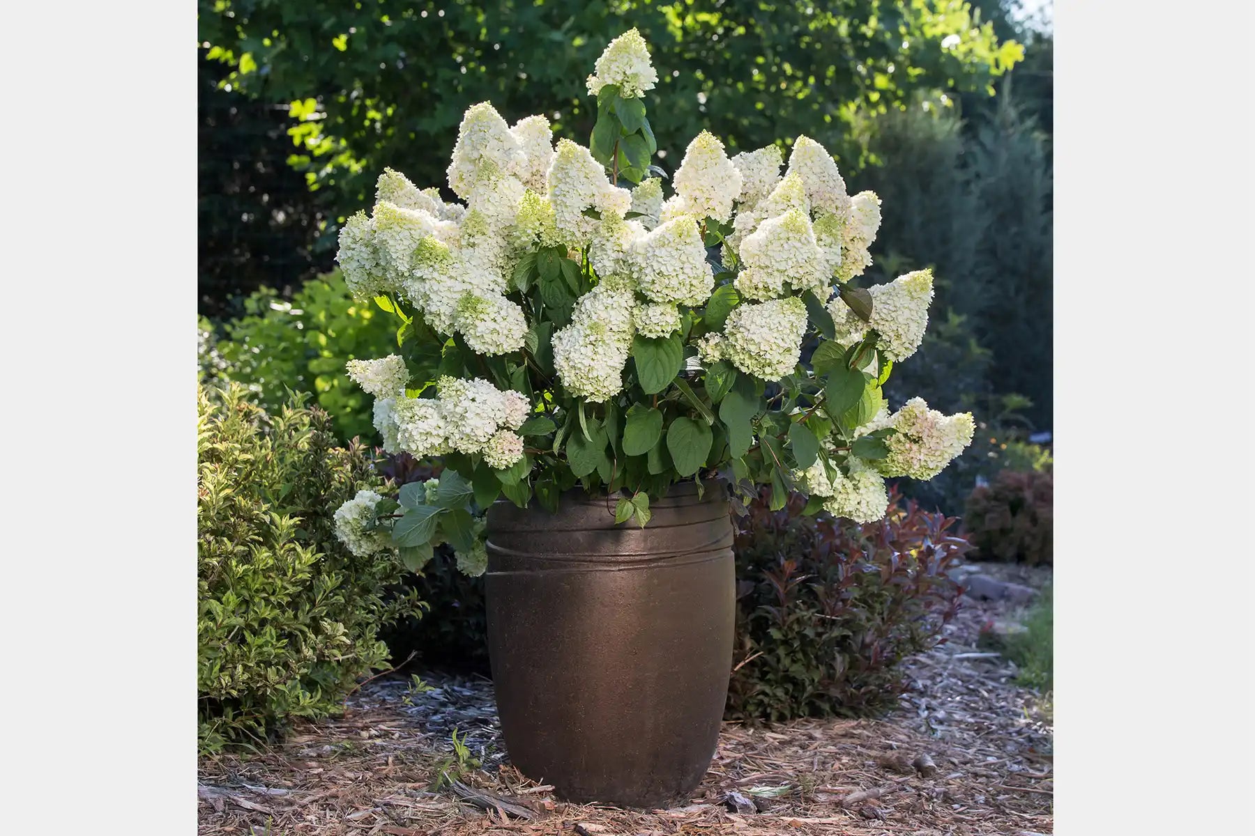 The large clusters of large white blooms of Little Hottie® Hydrangea. Little Hottie®, completely at home in a container, inside or outside. This Little Hottie container sits on dark natural mulch in front of a background of green trees.
