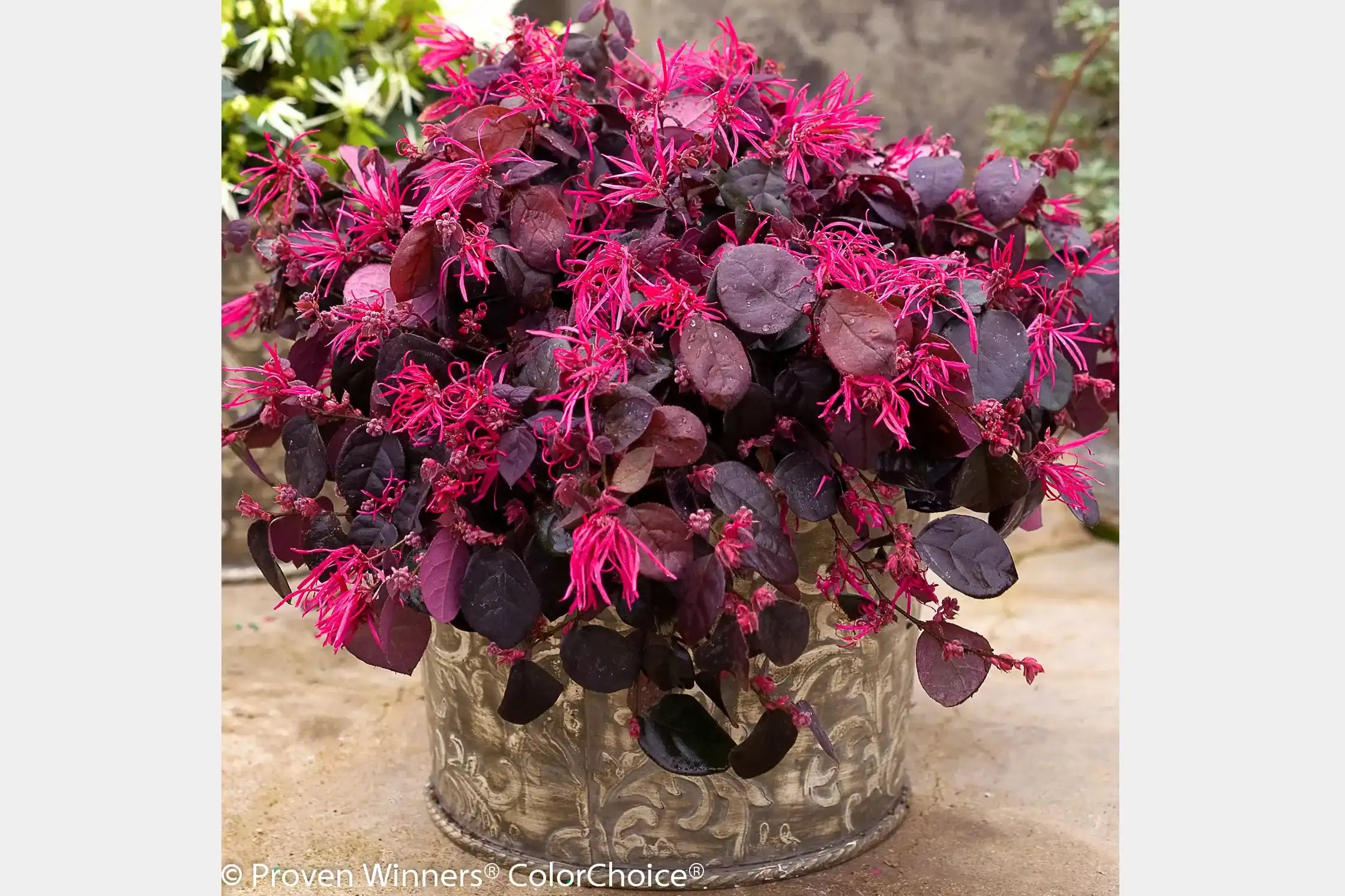 Jazz Hands Bold® Loropetalum shown off its fringe flowers that almost resemble fireworks above a landacape of dark burgundy leaves. All this beauty fits in a decorative container for maximum enjoyment indoors as well as outdoors.