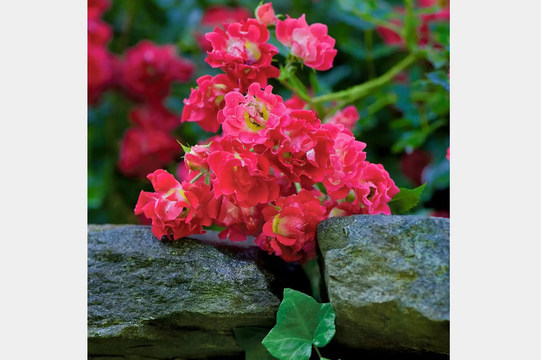 Vivid Red Drift® Roses showing double flowers resting on top of a stone wall with a sprig of ivy. Other Red Drift roses complete a soft vew of roses in the background. 