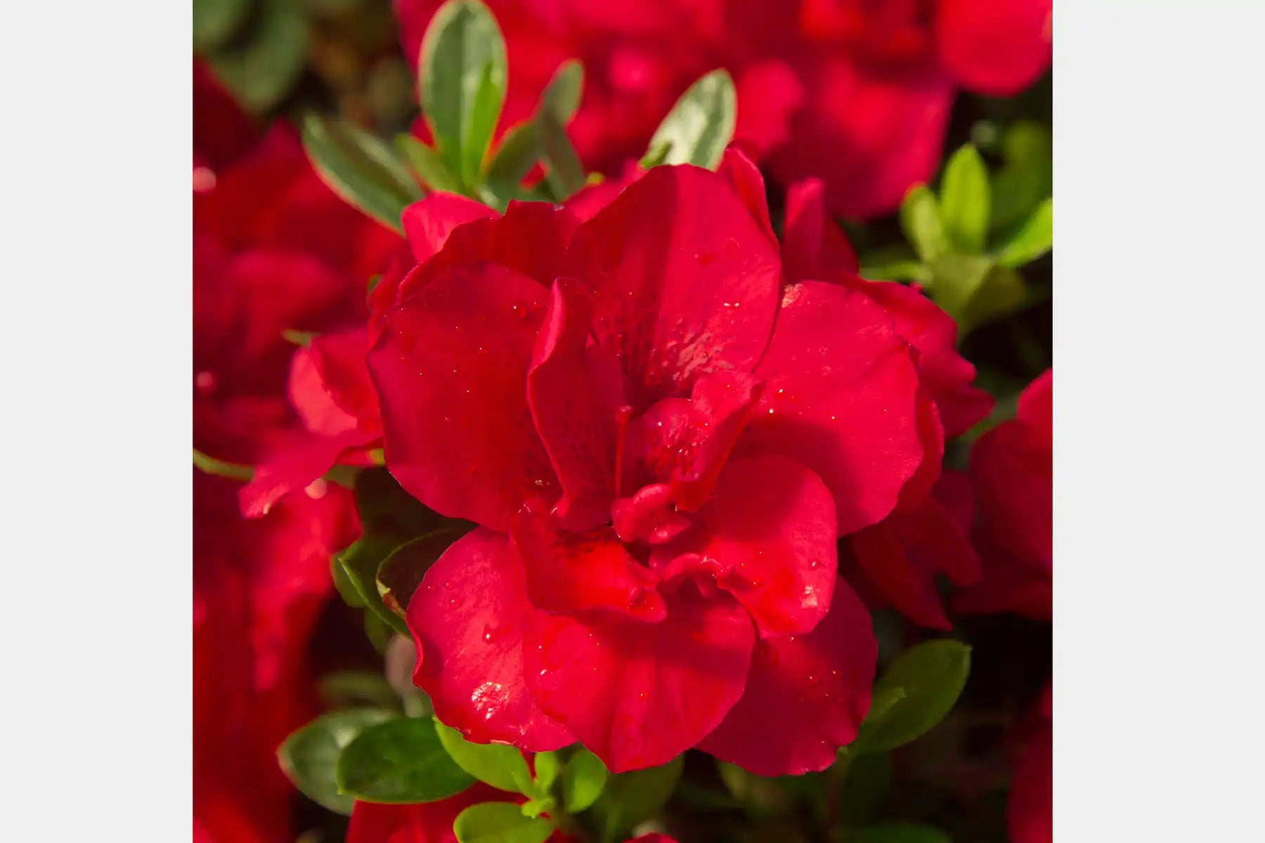Tight closeup of single, stunning full flush bonfire red azalea, punctuated with small green leaves and background azaleas.