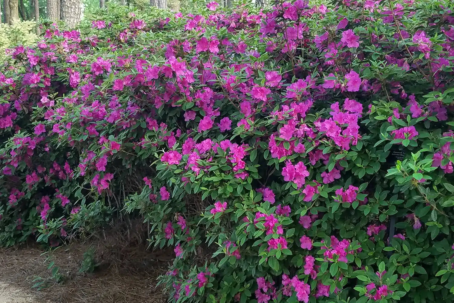 Densely filled, shrub with rich, purple trumpet shaped flowers of the Encore® Autumn Royalty™ Azalea is nestled among lush dark green foliage. Enlivens a garden spring, summer and fall.