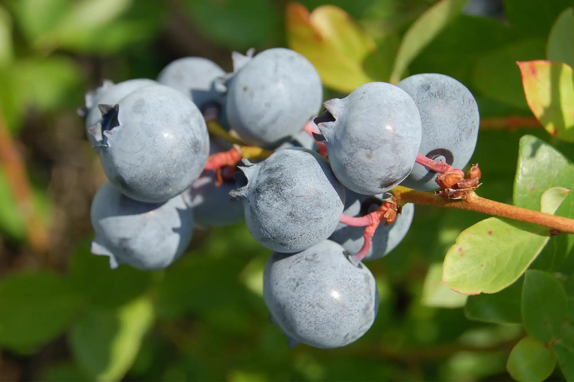 A cluster of Blue Suede blueberries on a stem with lime-colored leaves behind fills the entire frame. The berries are plump and ripe; their dusty blue surface signals they are ready for the picking by someone who likes blueberry pancakes. 