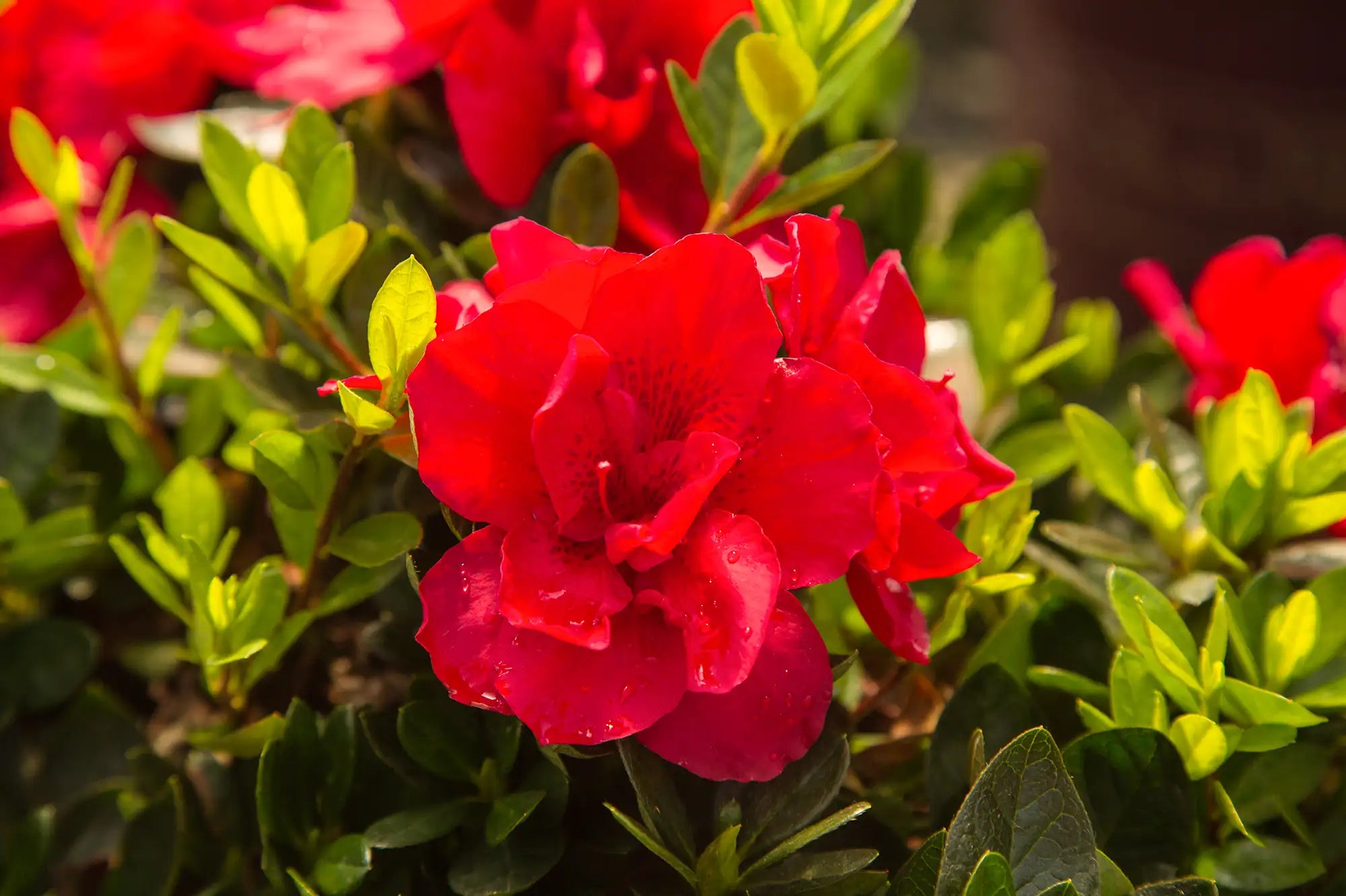 Closeup of stunning, deep-red blossom of twice blooming Autumn Bonfire™ Azalea. small, densely packed leaves surround the azalea with rich green color. 