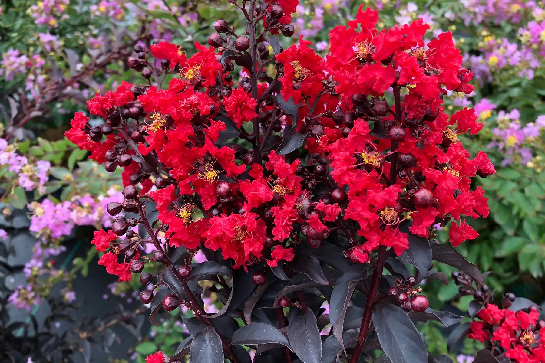 Stunning scarlet ruffly flowers are set against dark, near black foliage of this Center Stage Crape Myrtle that thrives in many climates. 
