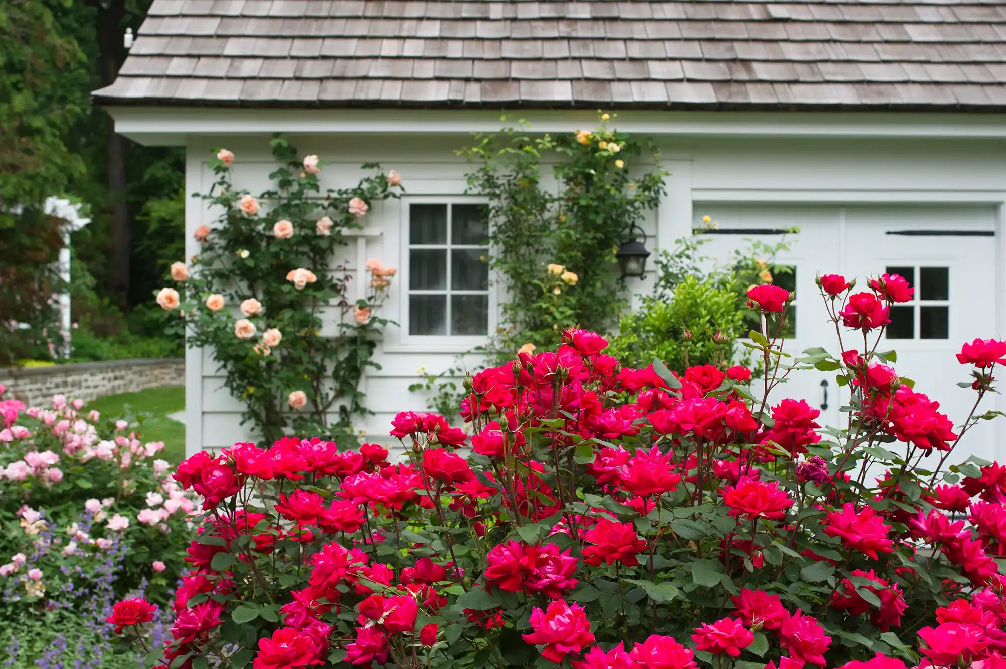 A pair of trellises support pink rose bushes climbing the roof of a rustic white cottage. The foreground is anchored by  Knock Out® Roses. Bunches of them exploding in a  display of brilliant reds and greens.