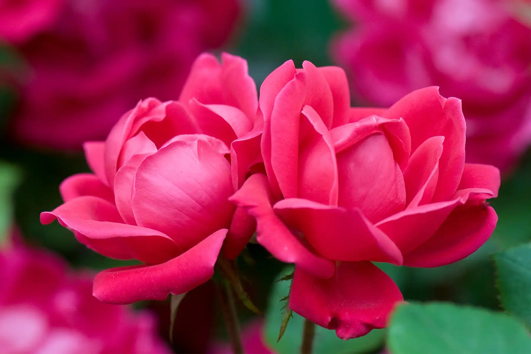 These Doubke Knock Out® Rose plants show off their characteristic pinkish red, fully double flowers in closeup. They they look just like classic, heirloom roses but these will continue to bloom from spring to fall.