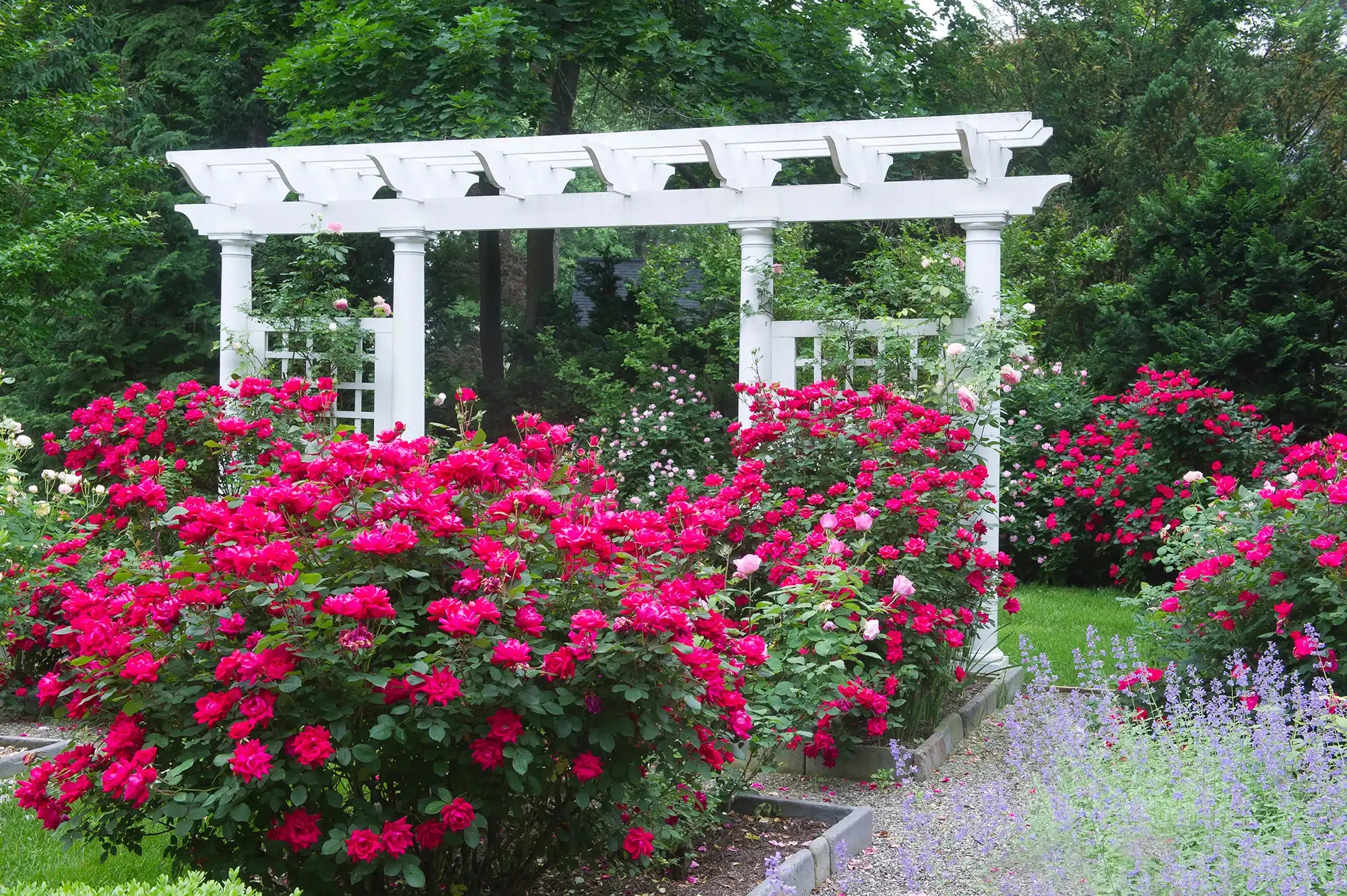  An incredible production of Double Knockout® rose bushes in raised beds with a stand of trees and a pergola behind. All flanked by red and purple flowers.