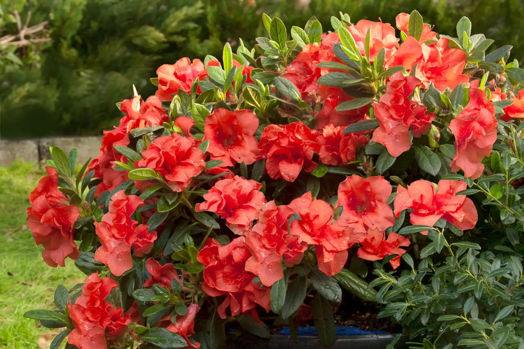 Densely-packed blossoms of the Autumn Embers® azalea shows off deep red-orange petals with its evergreen leaves poking through. Evergreen trees in contrast to the glowing color of these large blooms are seen in the background.
