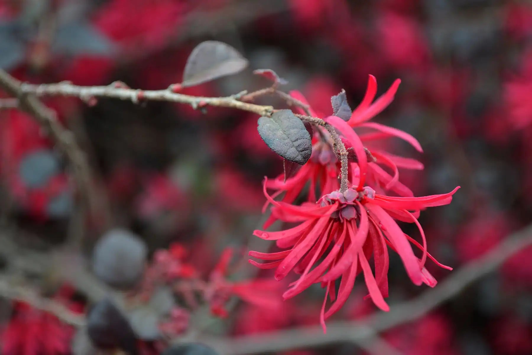  A single stem of a dazzling, very red, fringed flower, aptly named the Ever Red Mini® Loropetalum, dangles in the forground. In soft focus behind this dazzler are its deep burgundy, evergreen leaves. Can a butterfly be headed toward this tempting red tassle?