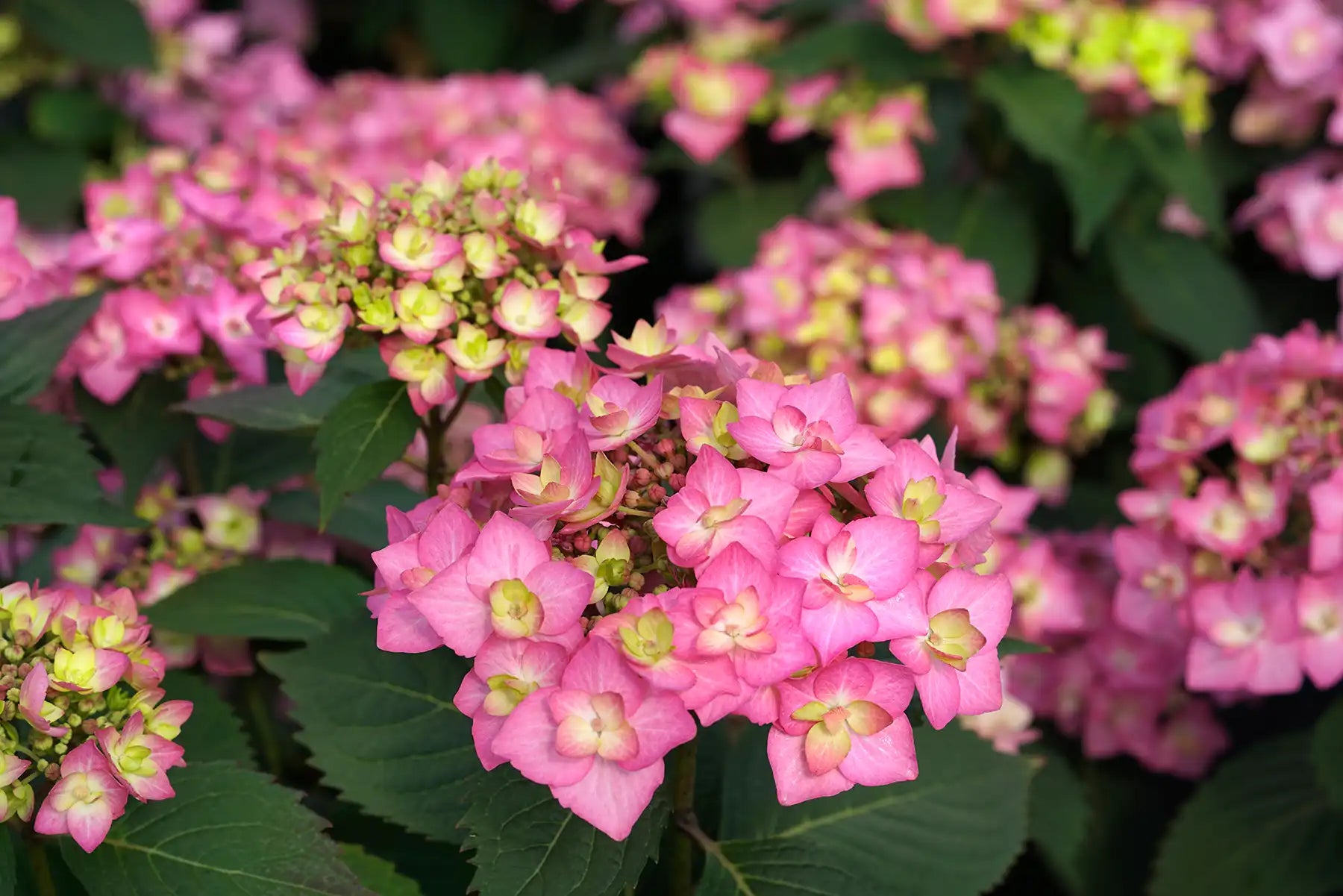 Closeup clusters of pink flowers with lime yellow-to-white-centers of Let's Dance Can Do!® Hydrangea show off their beauty. They're nicely framed by their characteristic dark green, big leaf foliage.