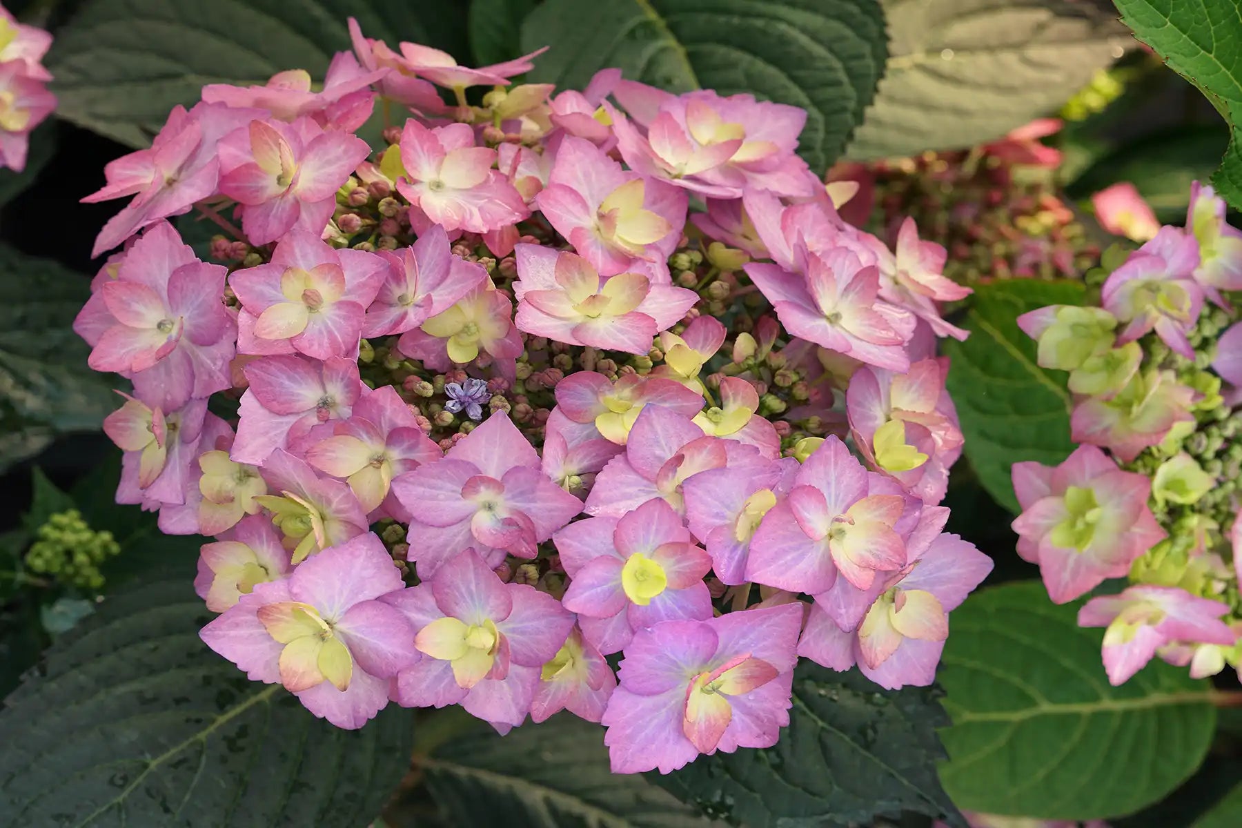 Depending on the pH of the soil, Let's Dance Can Do!® Hydrangea is either bright baby blue or pink, lik ethis example. Ph soil is what determiness the color, but both colors are positively stunning.