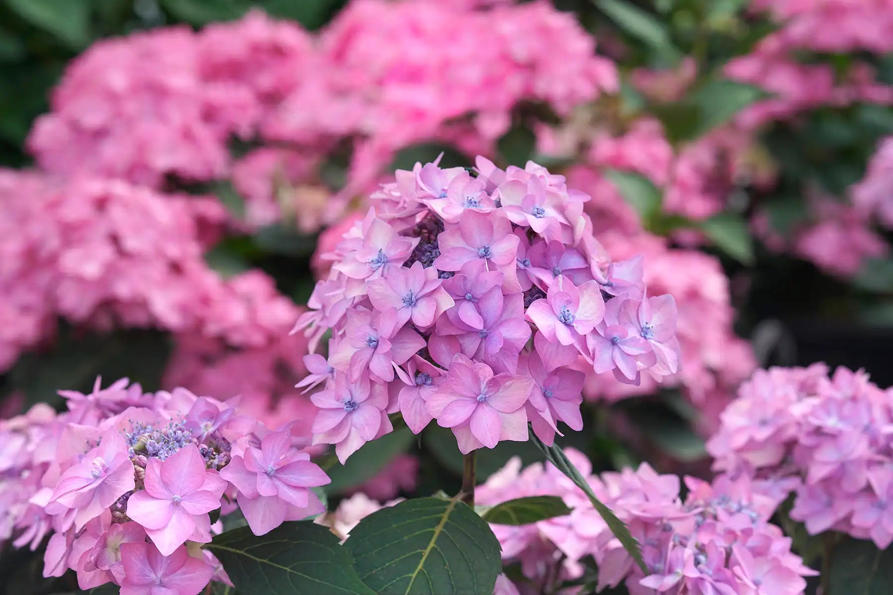 Let’s Dance Can Do!® lacecap flowers that rebloom beyond early summer into the fall. These large blossoms change color from this pink or blue and form large clusters of milky white flowers.