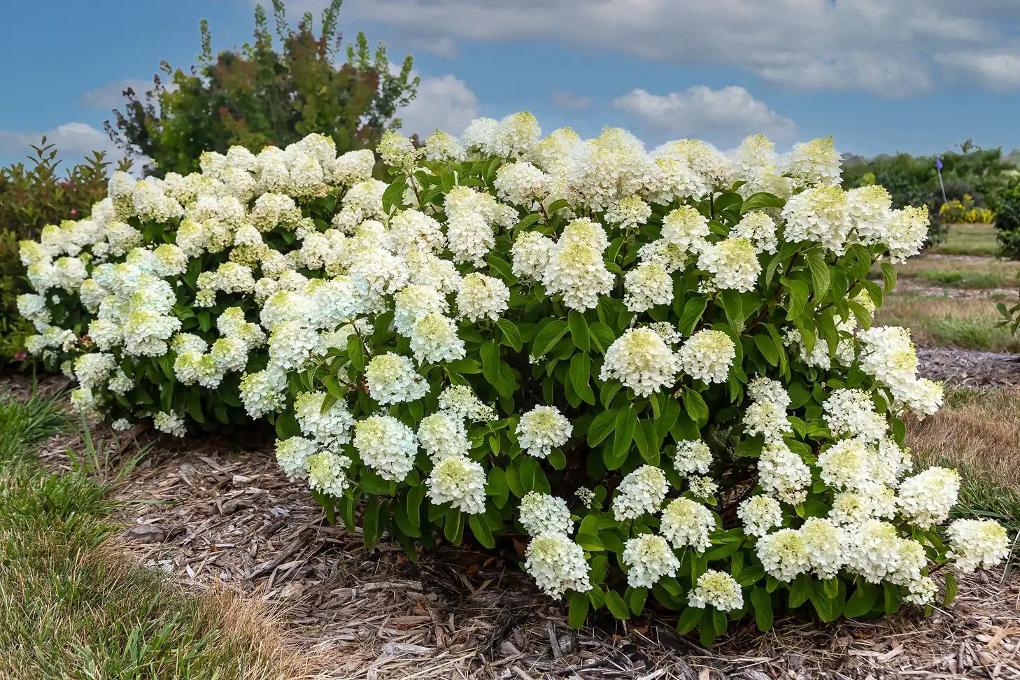 Big clusters of large, warm, milky white blooms of Little Hottie® Hydrangea amid dark green foliage agaonst a summer sky. Loves the heat, with blooms beginning in July through September.