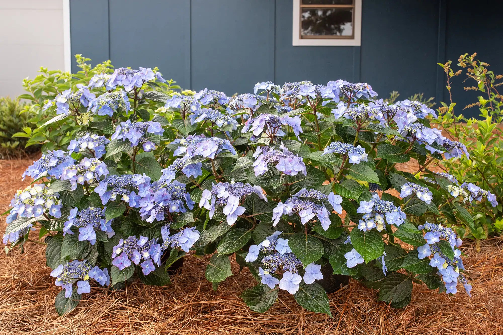 Scene of Pop Star® Hydrangea in natural pine needle mulch in front of a residence painted farmhouse style blue. Individual clumps of blue hydrangeas appear like a fireworks display amid green foliage. 