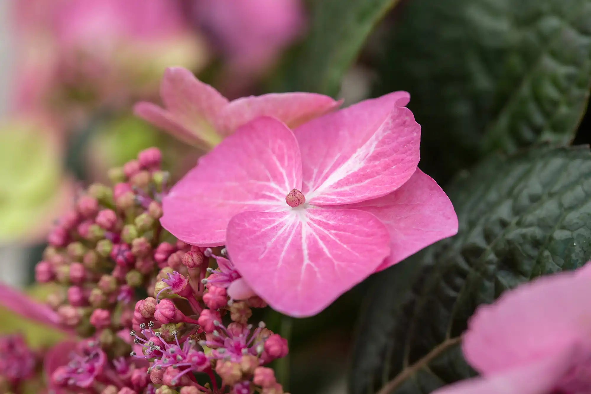 A single pink Pop Star®  hydrangea floweret in extreme closeup is veined with white.