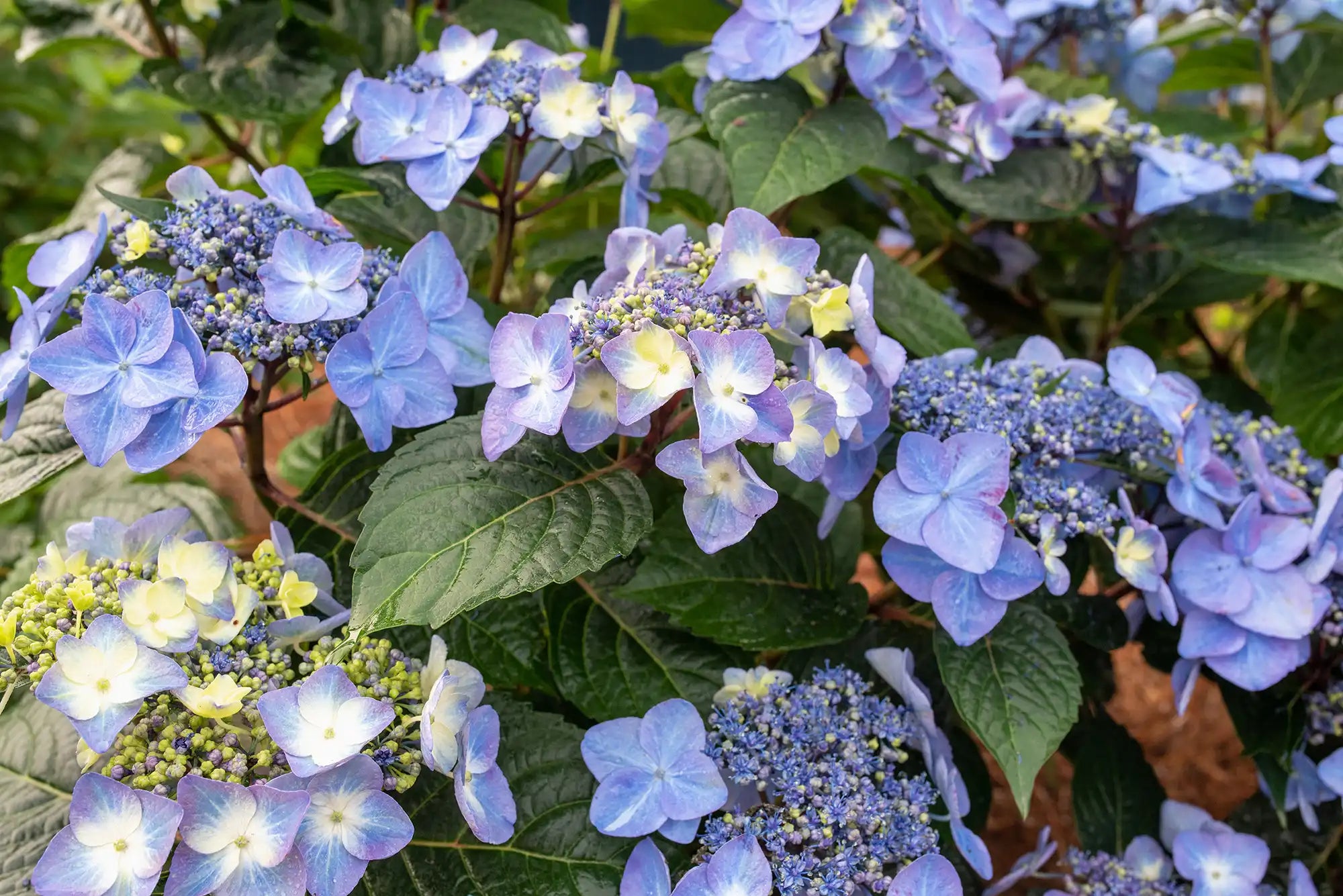 Endless Summer® hydrangea is the Pop Star® in this garden with its blue blooms and dark green leaves. These blossoms will make way for hydrangea buds that are ready to bloom.