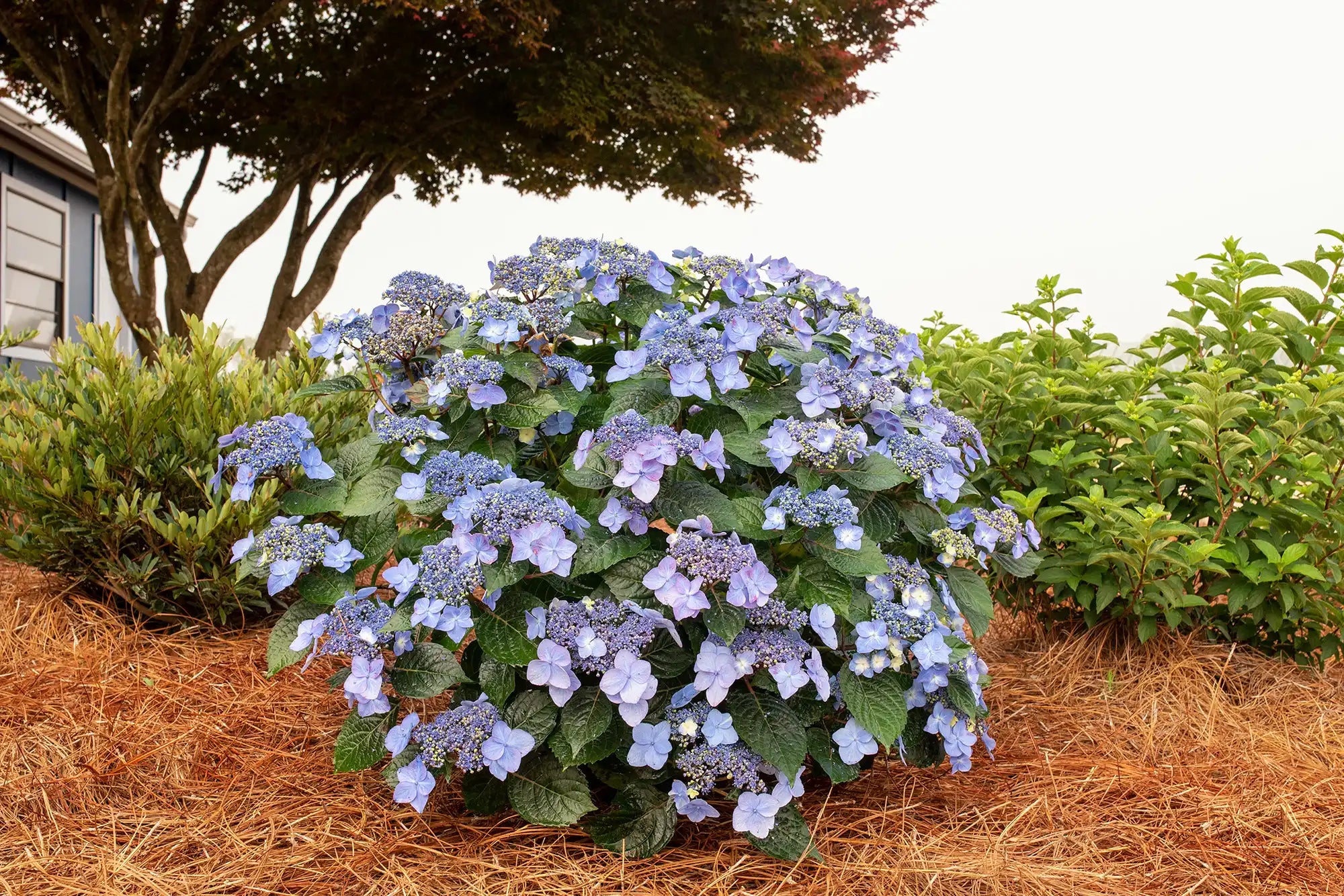 ndless Summer® Pop Star® hydrangeas with reblooming blue flowers stands forward of a bush behnd it and and a small tree. 