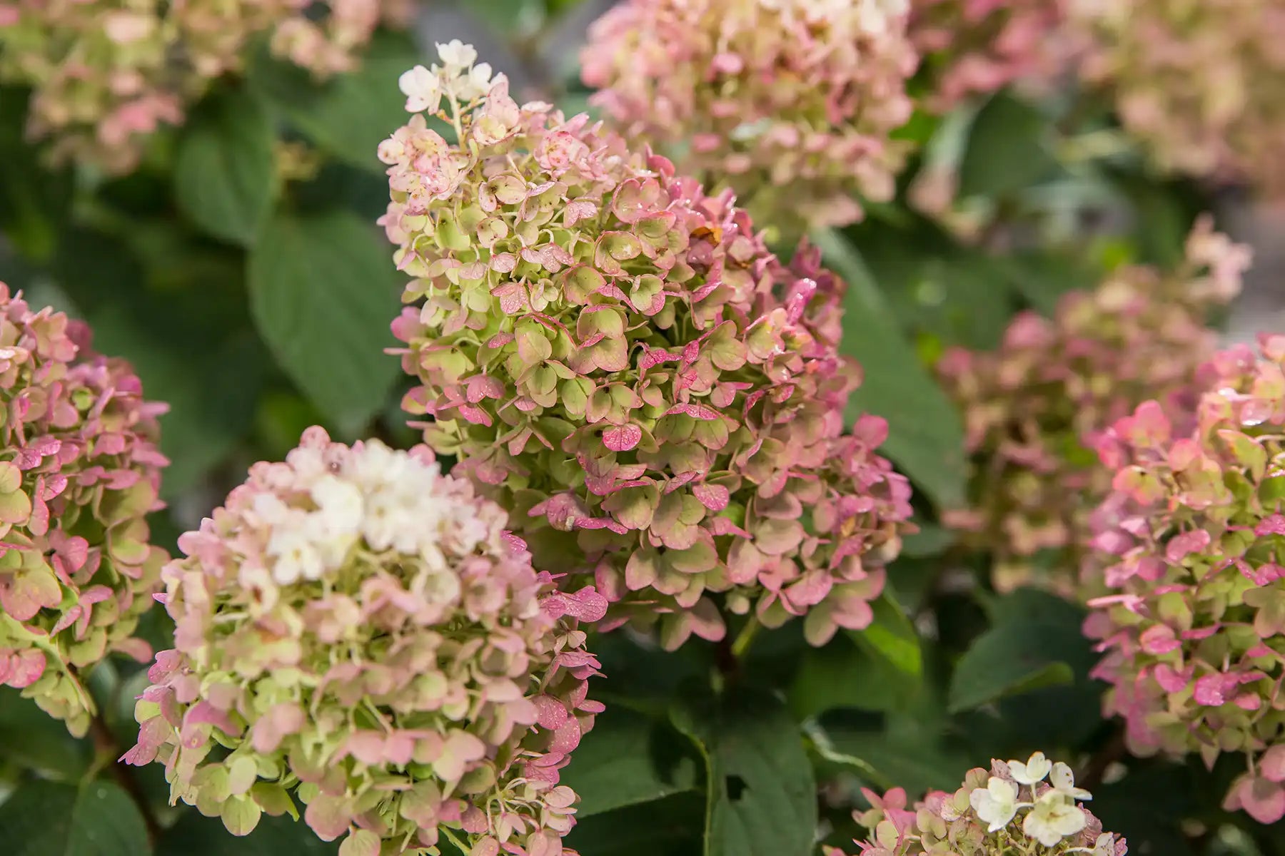 Little Hottie® displays its green, pink-tinged panicle flowers  in closeup.