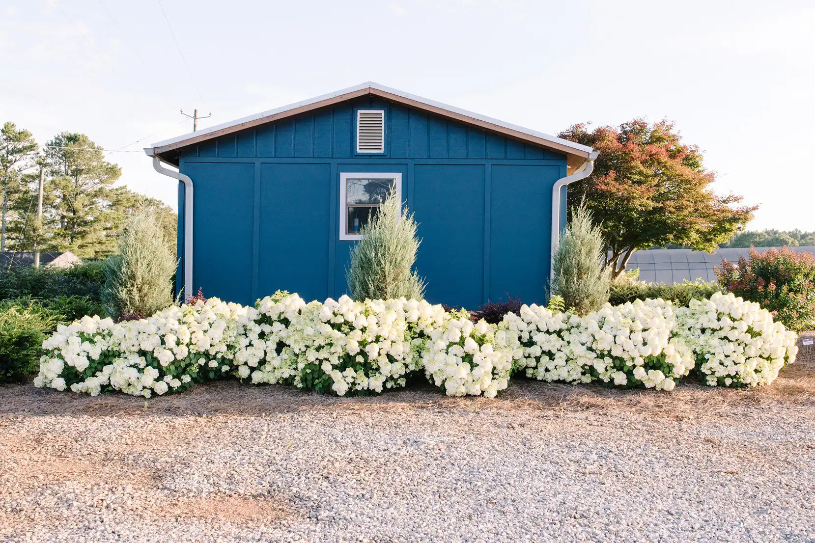 Here's Little Hottie® Hydrangea in context as borderline group flanking a colorful farmhouse blue, and a greenhouse in late day warm light. 