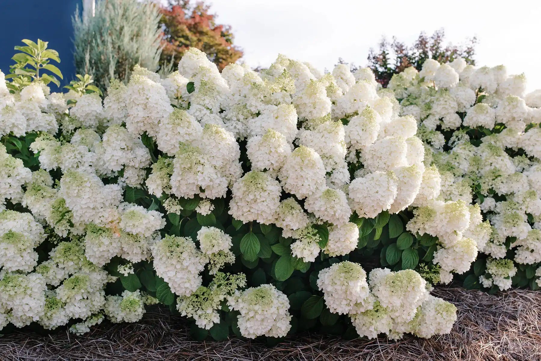 Little Hottie® Hydrangea in tightly packed clusters of conical shaped, creamy white blossoms that overtake the dark green leaves beneath. 