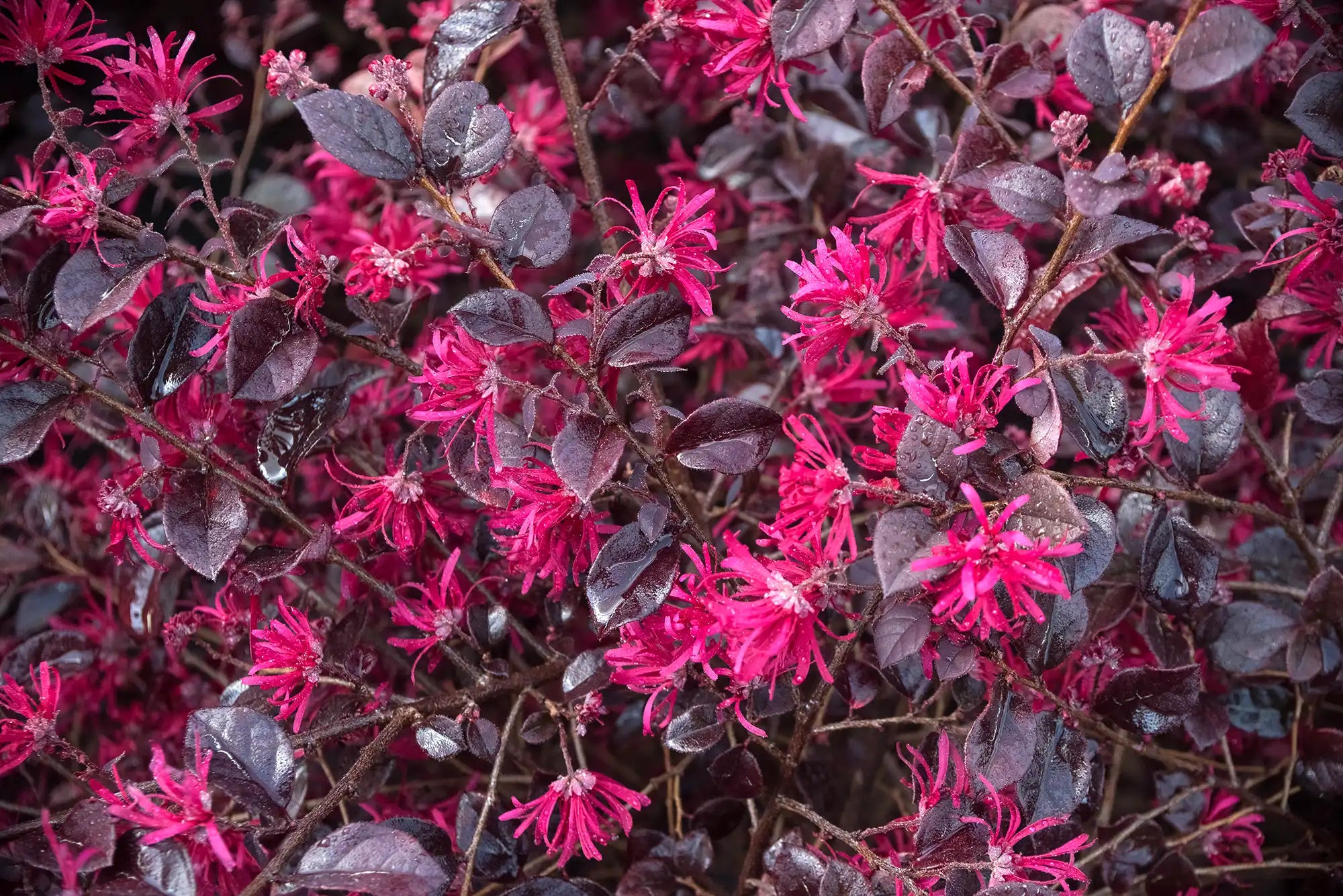 If one on these brilliant, very red fringe flowers can attract pollinators, then dozens of these blossoms seen here should bring bees, butterflies and other pollinators out in force. Equaly beautiful are the purple, almost black leaves of this loropetalum.