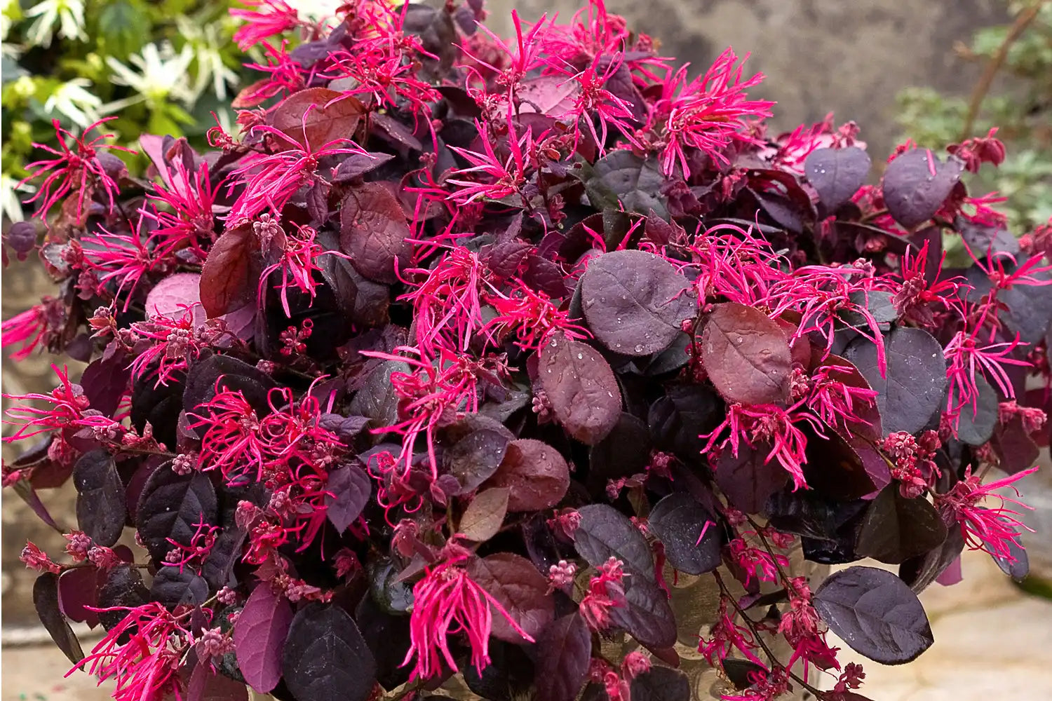Jazz Hands Bold Loropetalum planted in a patio container, its  dozens of showy sprays of magenta fireworks-like blooms with deep purple foliage may attract a whole family of pollinators. We'll have to wait and see.